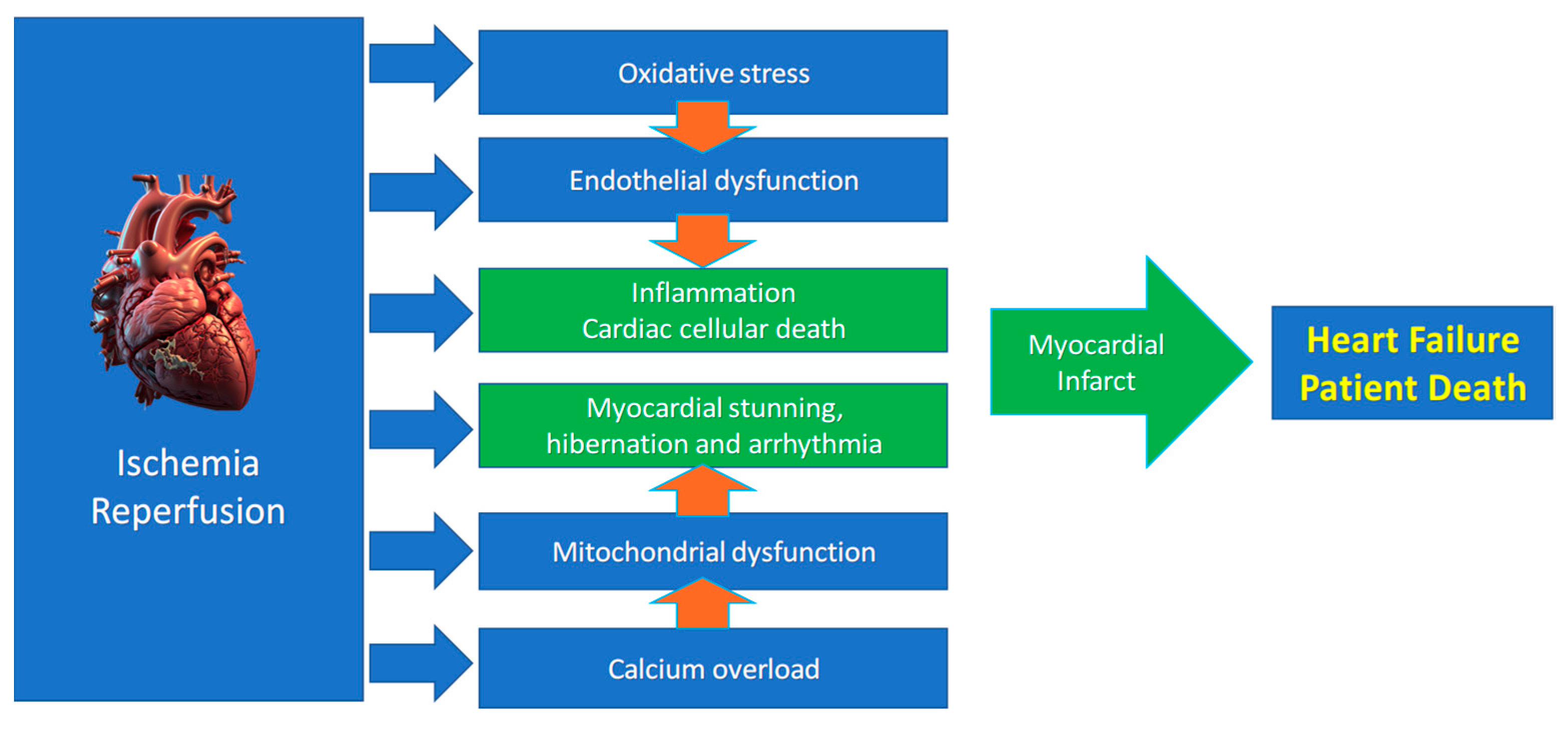 Antioxidants 14 00889 g002