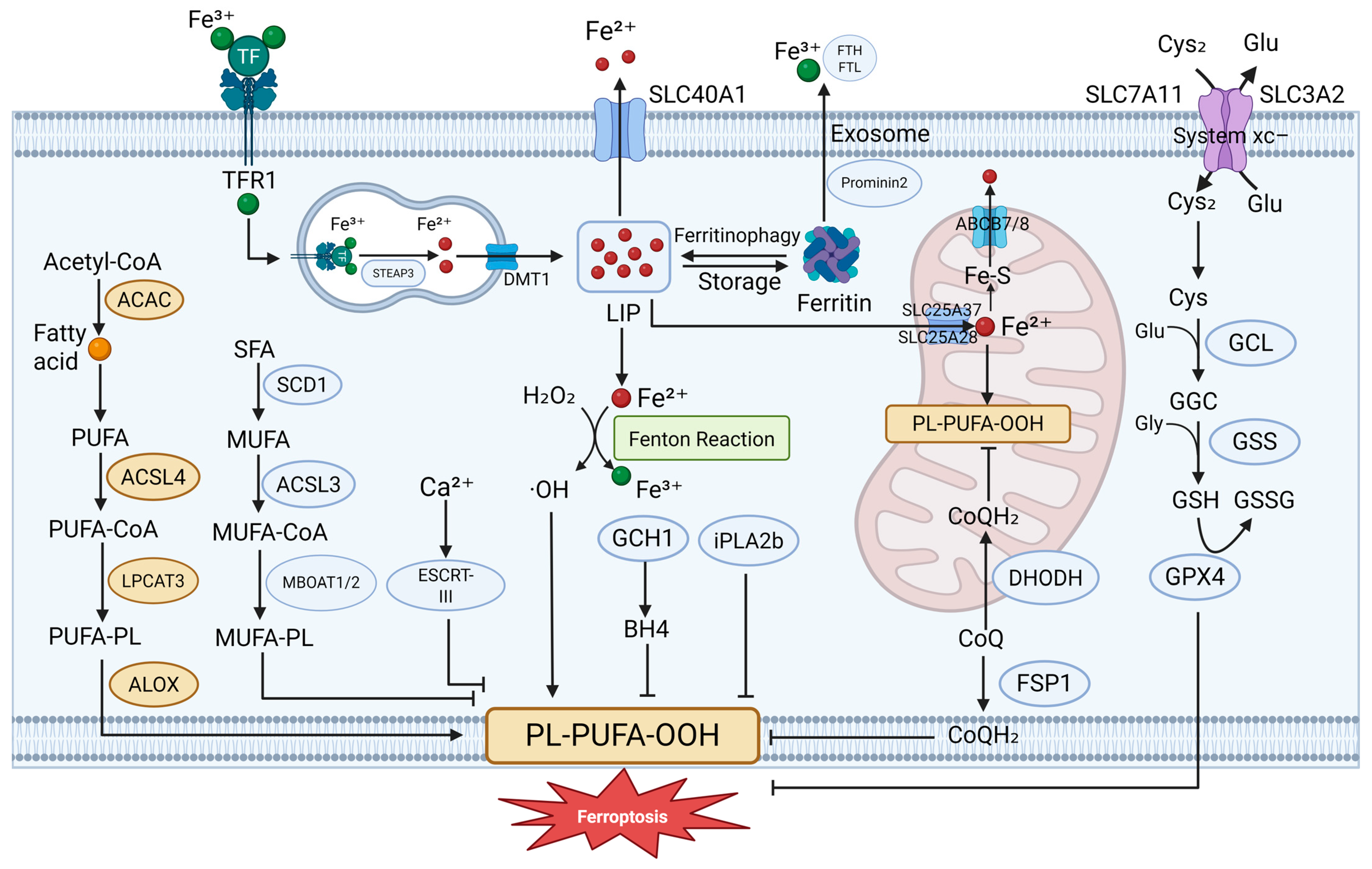 Antioxidants 14 00890 g001