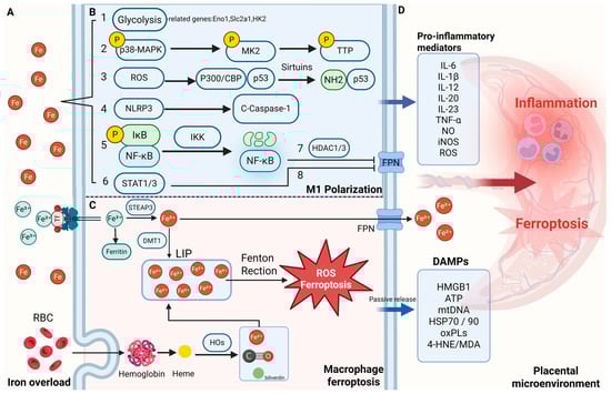 Antioxidants 14 00890 g002