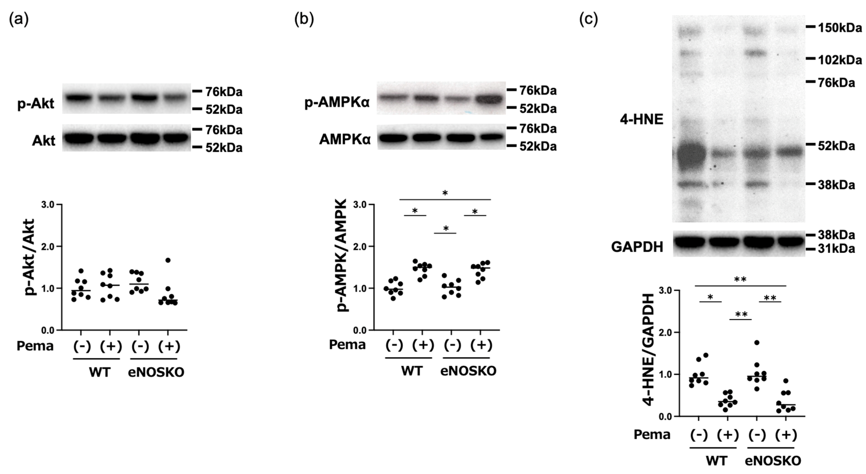 Antioxidants 14 00891 g005