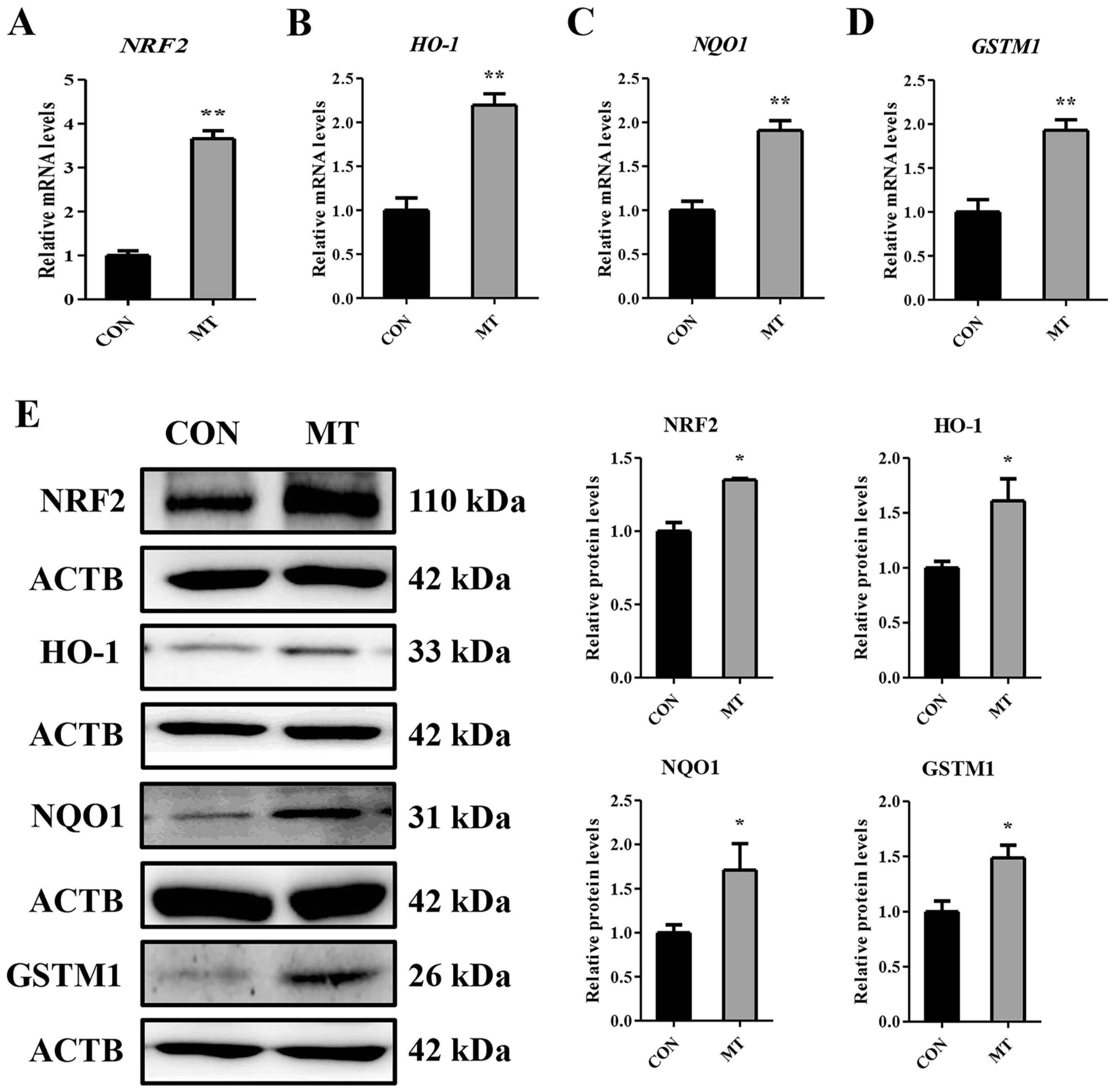 Antioxidants 14 00895 g009 Antioxidants 14 00895 g009