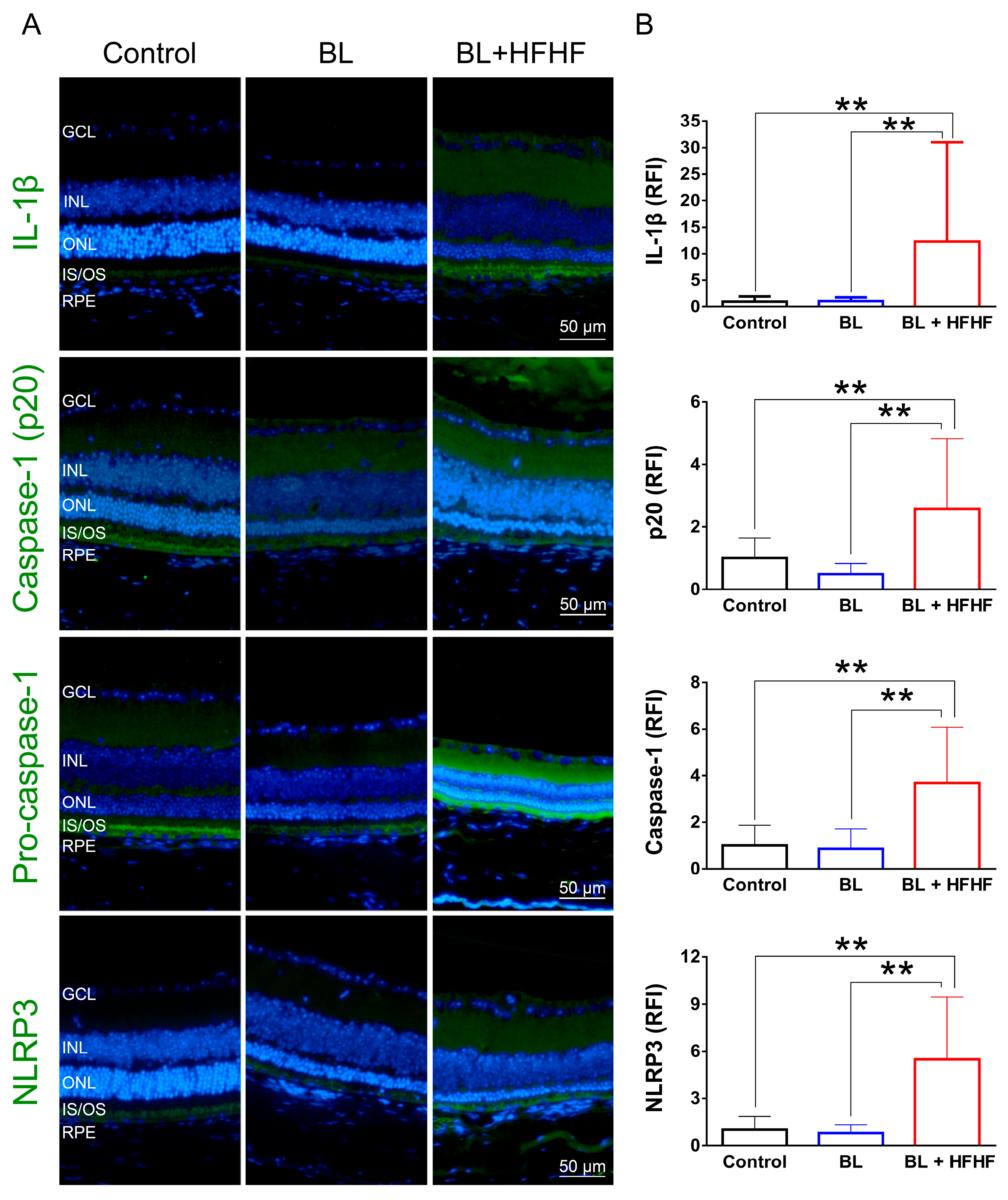 Antioxidants 14 00898 g006