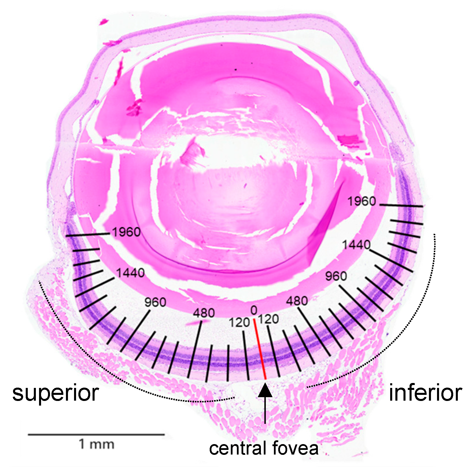 Antioxidants 14 00898 g0a1