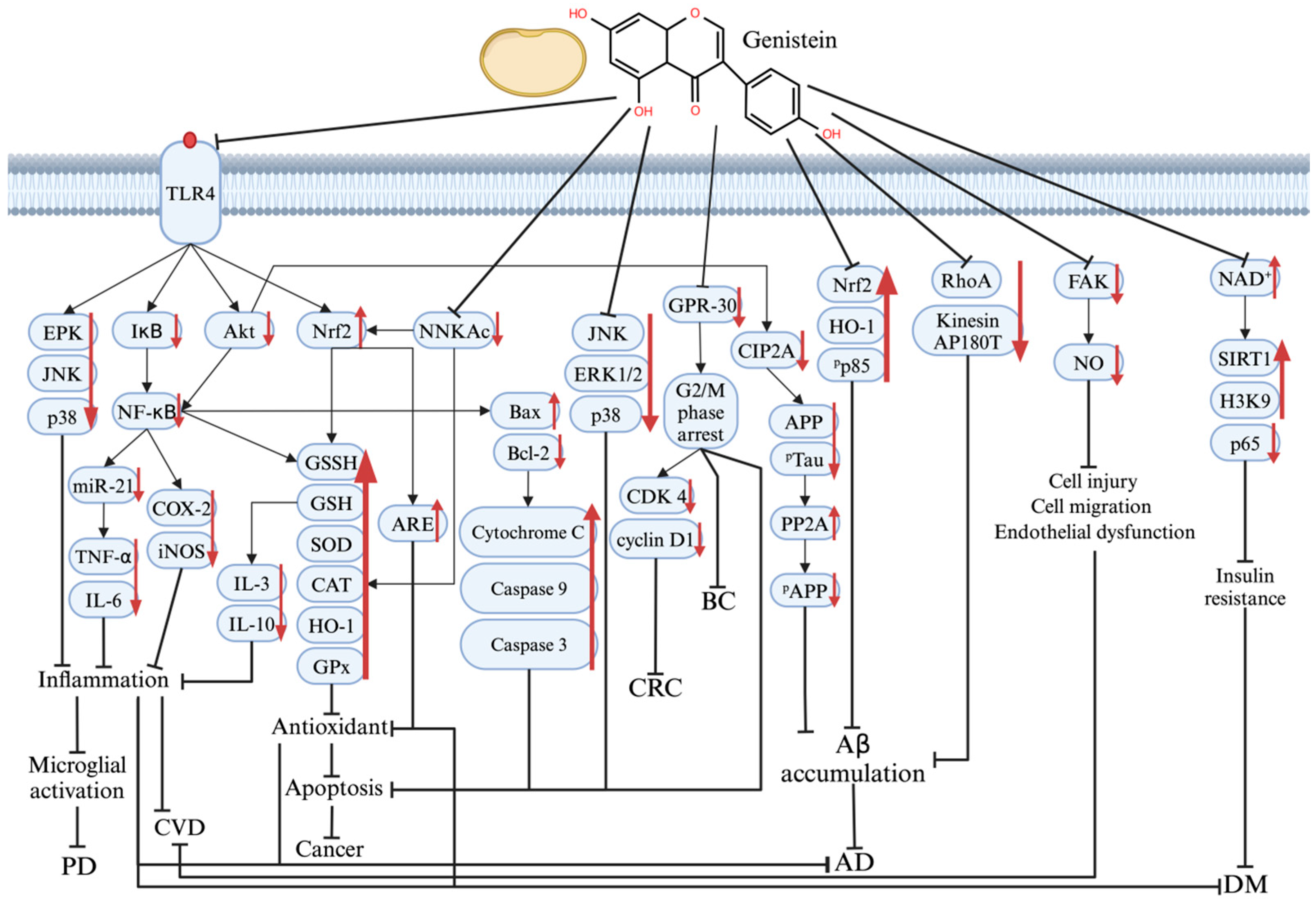 Antioxidants 14 00904 g003