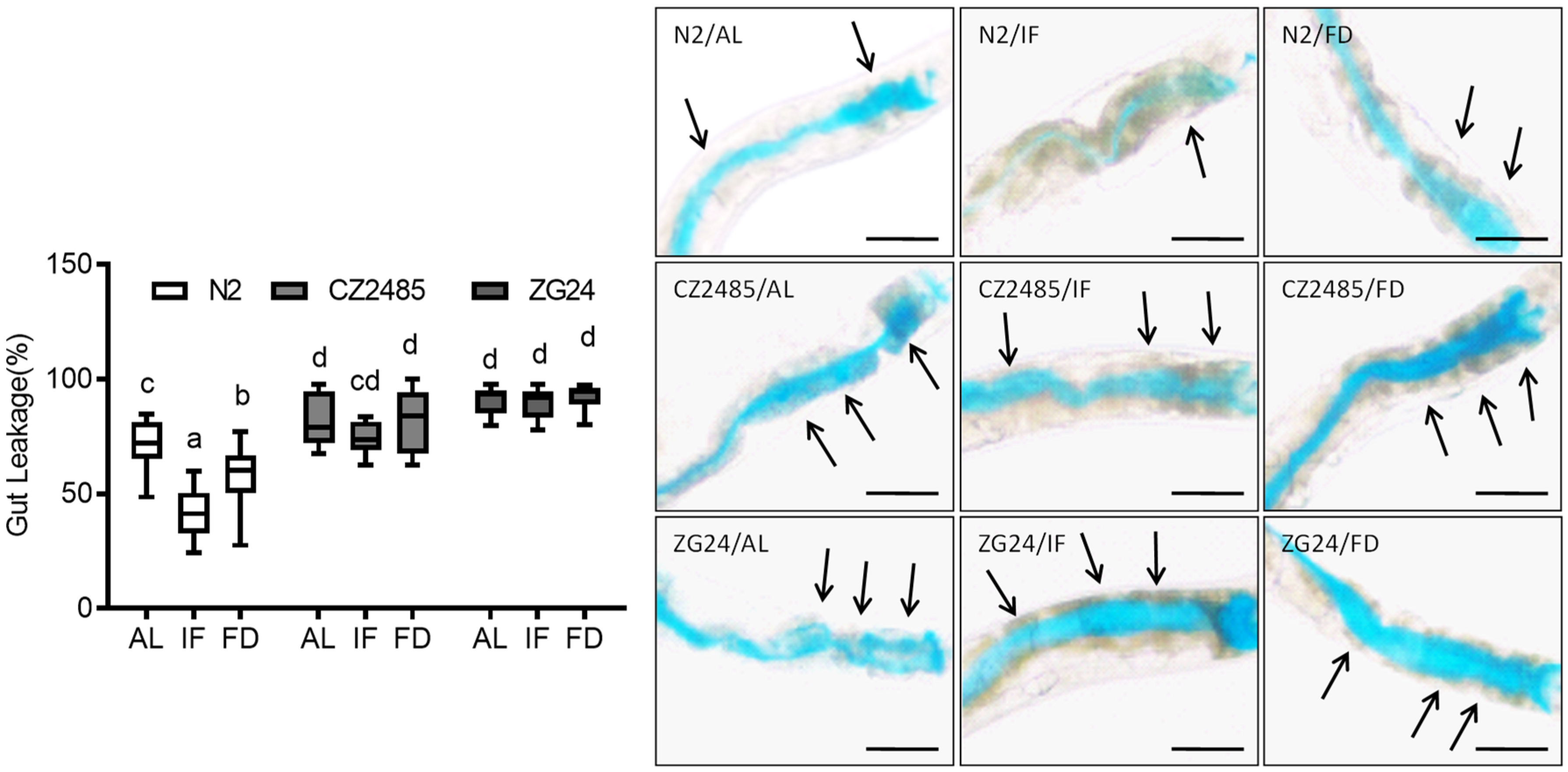 Antioxidants 14 00905 g001 Antioxidants 14 00905 g001