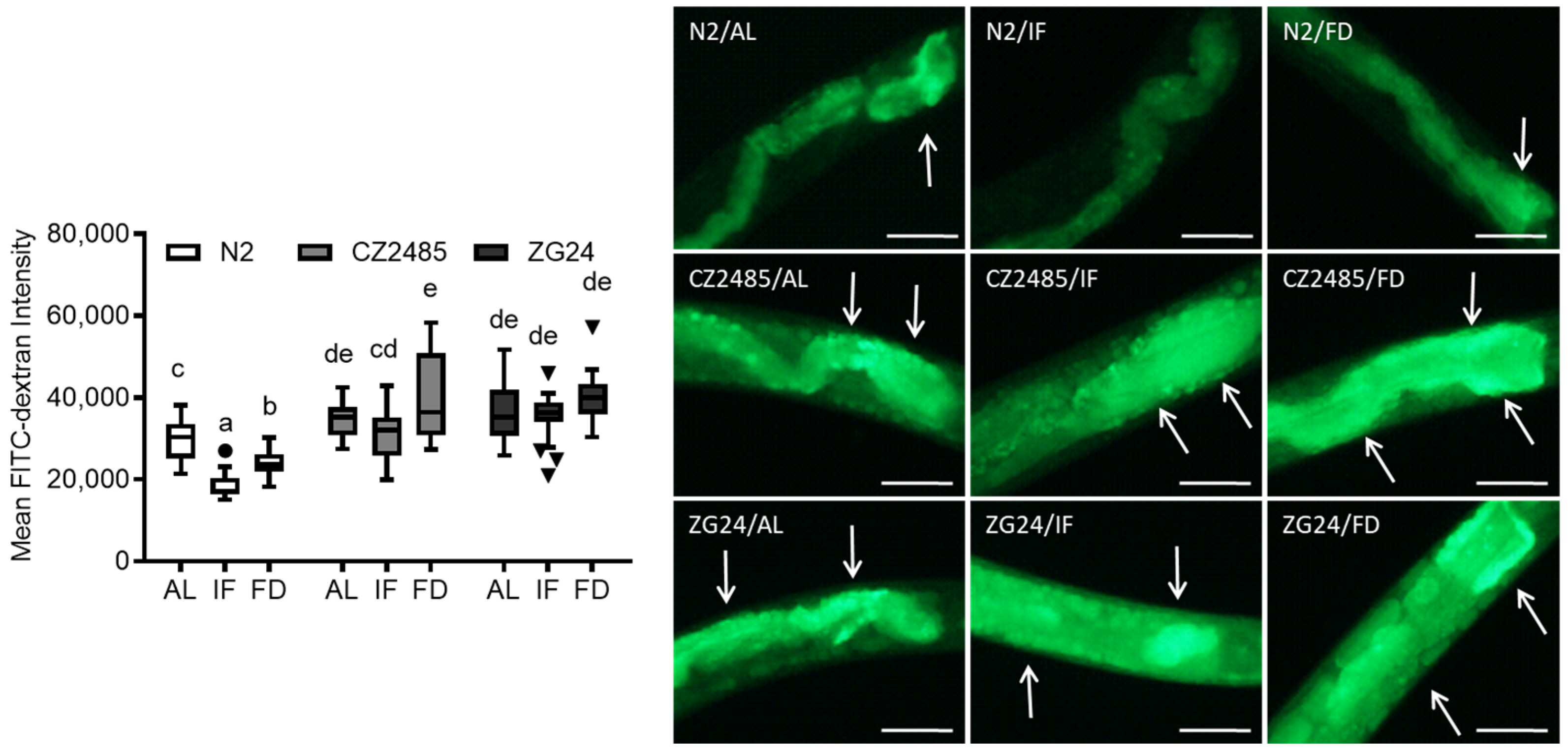 Antioxidants 14 00905 g002 Antioxidants 14 00905 g002
