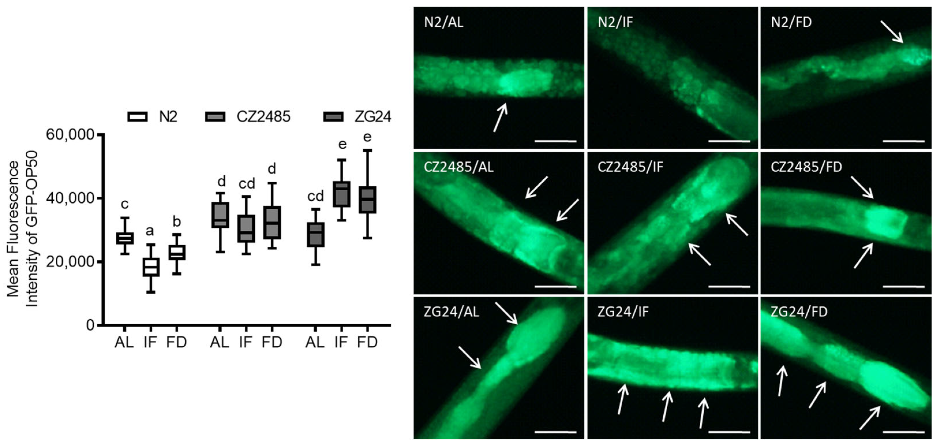 Antioxidants 14 00905 g003 Antioxidants 14 00905 g003