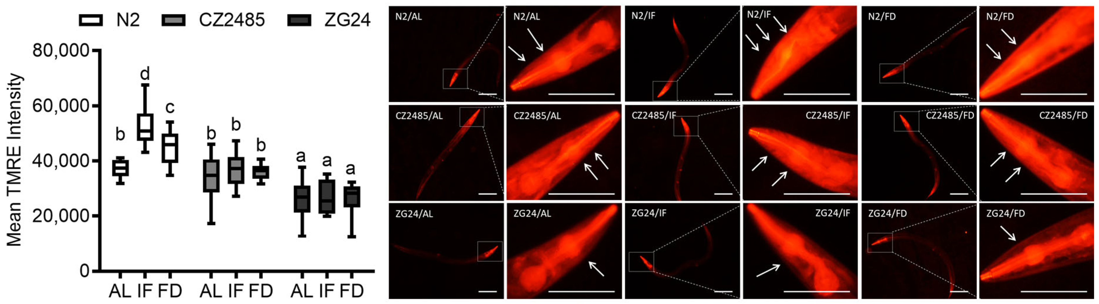 Antioxidants 14 00905 g004 Antioxidants 14 00905 g004