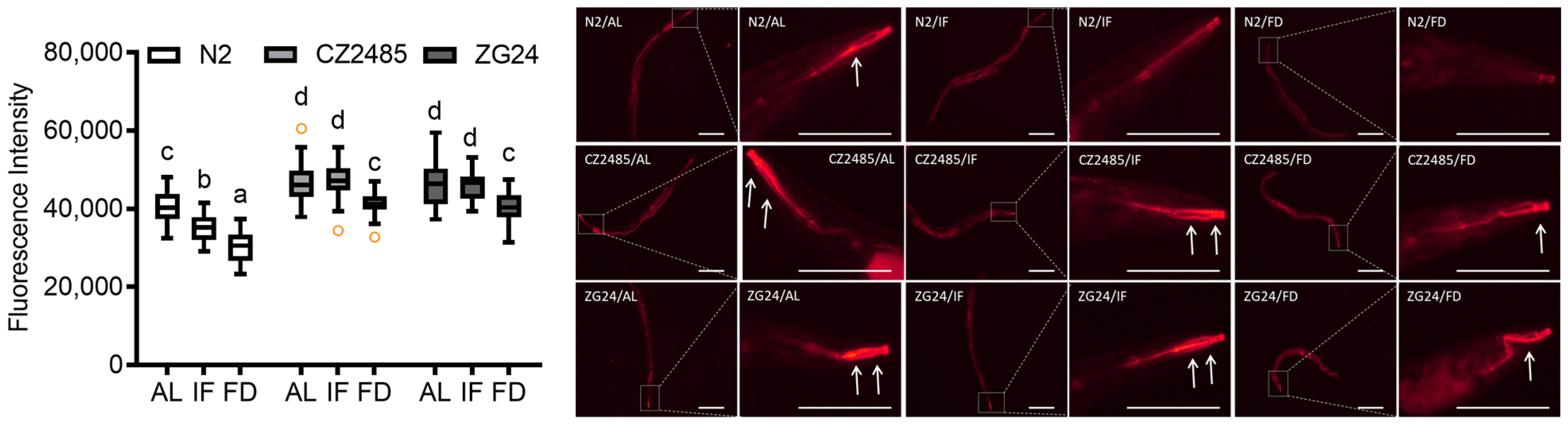 Antioxidants 14 00905 g005 Antioxidants 14 00905 g005