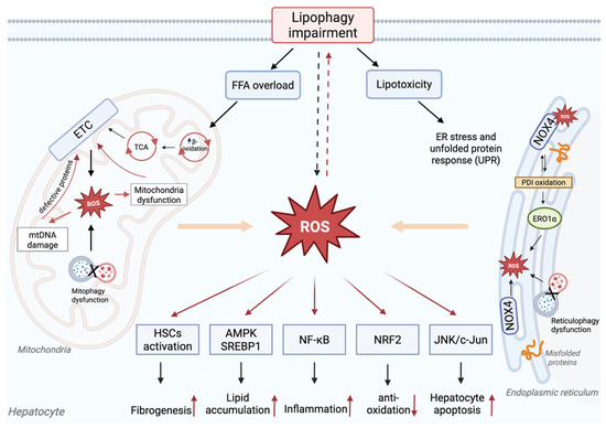 Antioxidants 14 00908 g004