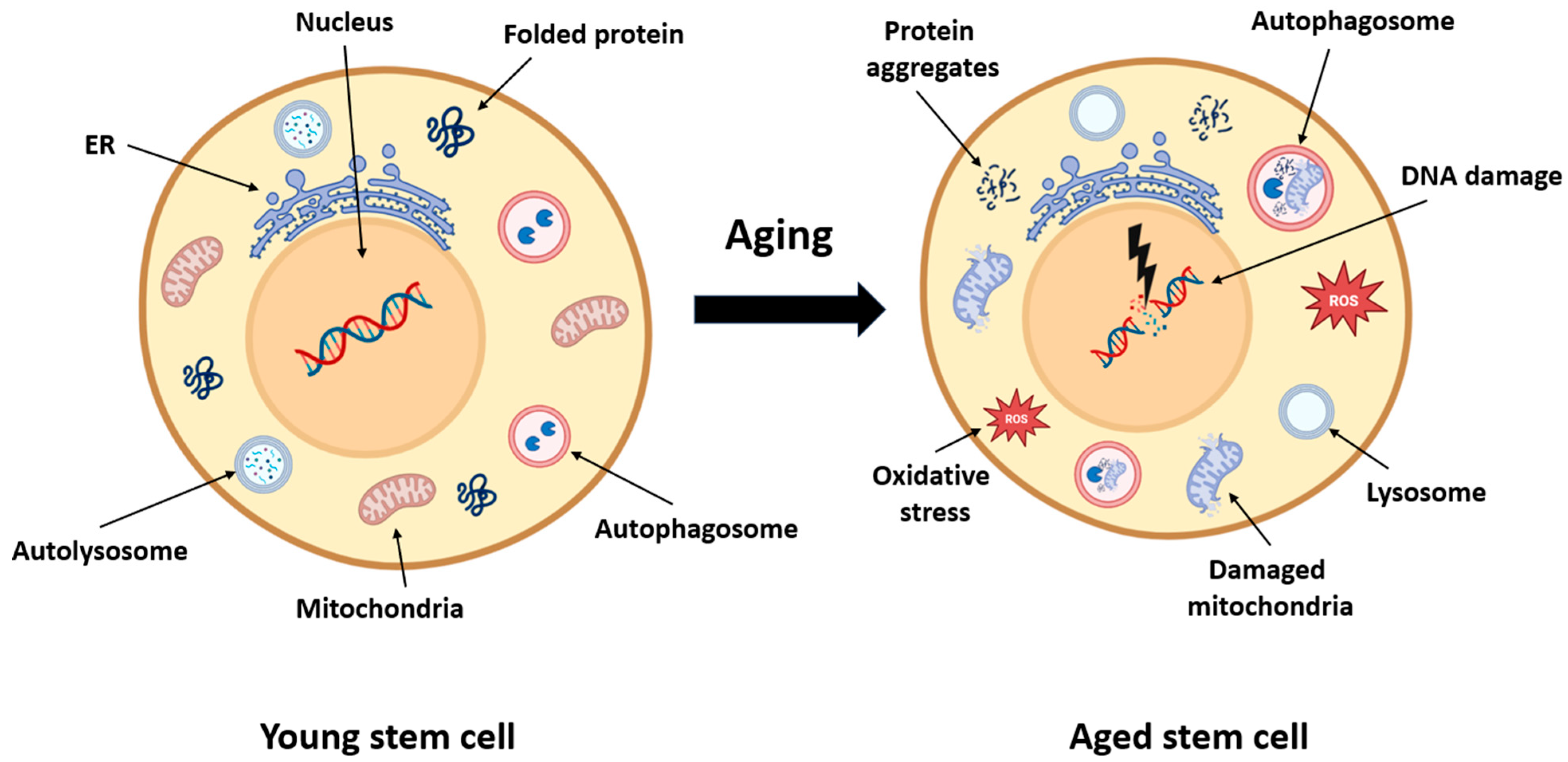 Antioxidants 14 00911 g003