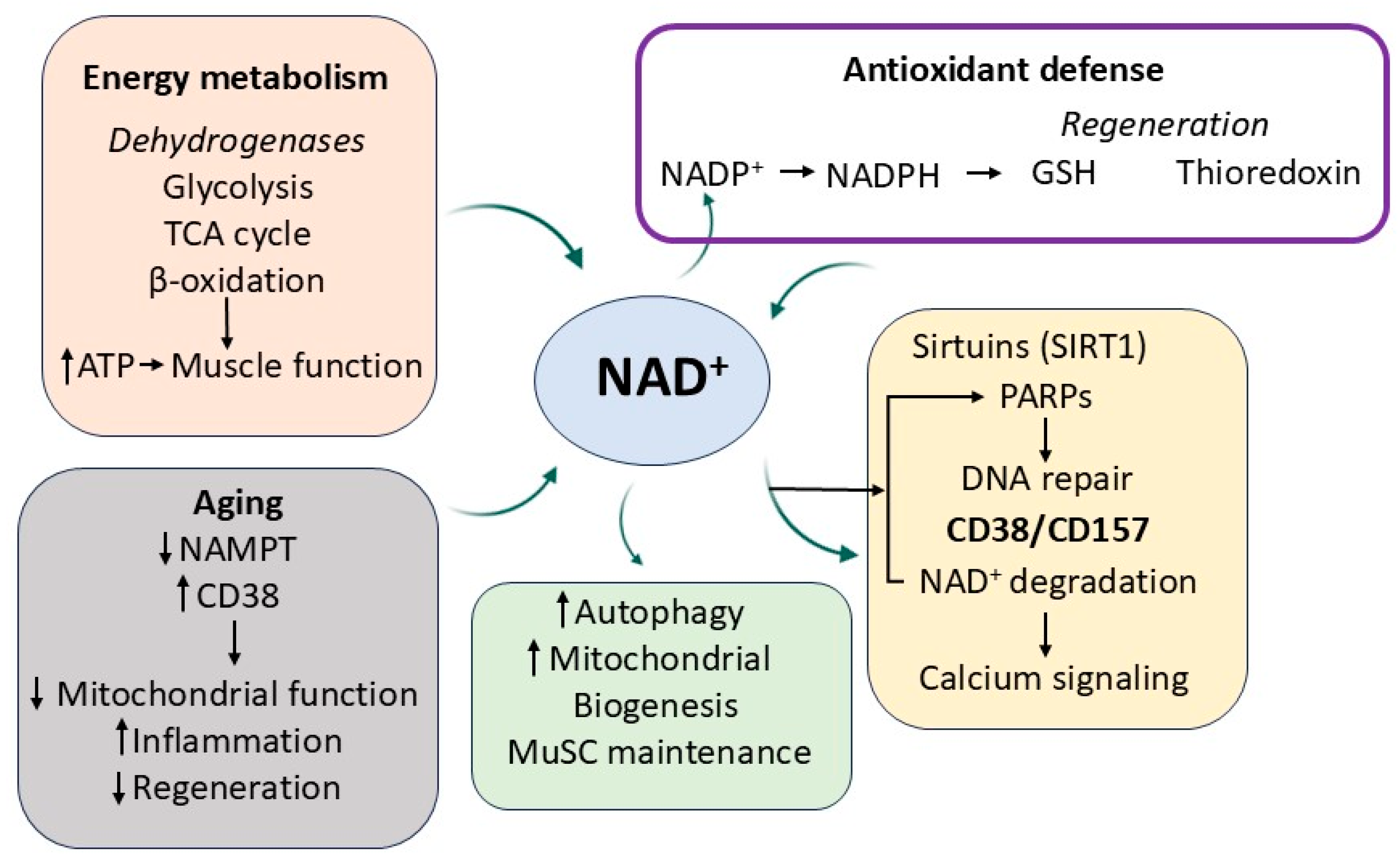 Antioxidants 14 00911 g004