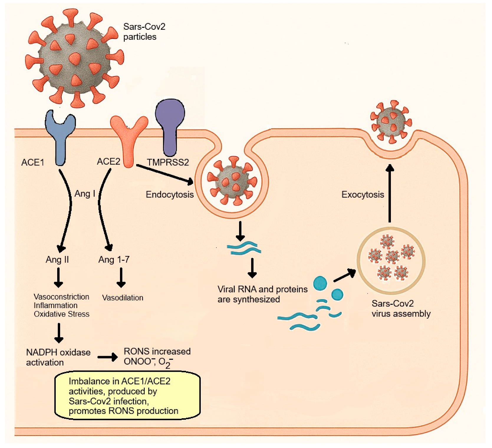 Antioxidants 14 00912 g003