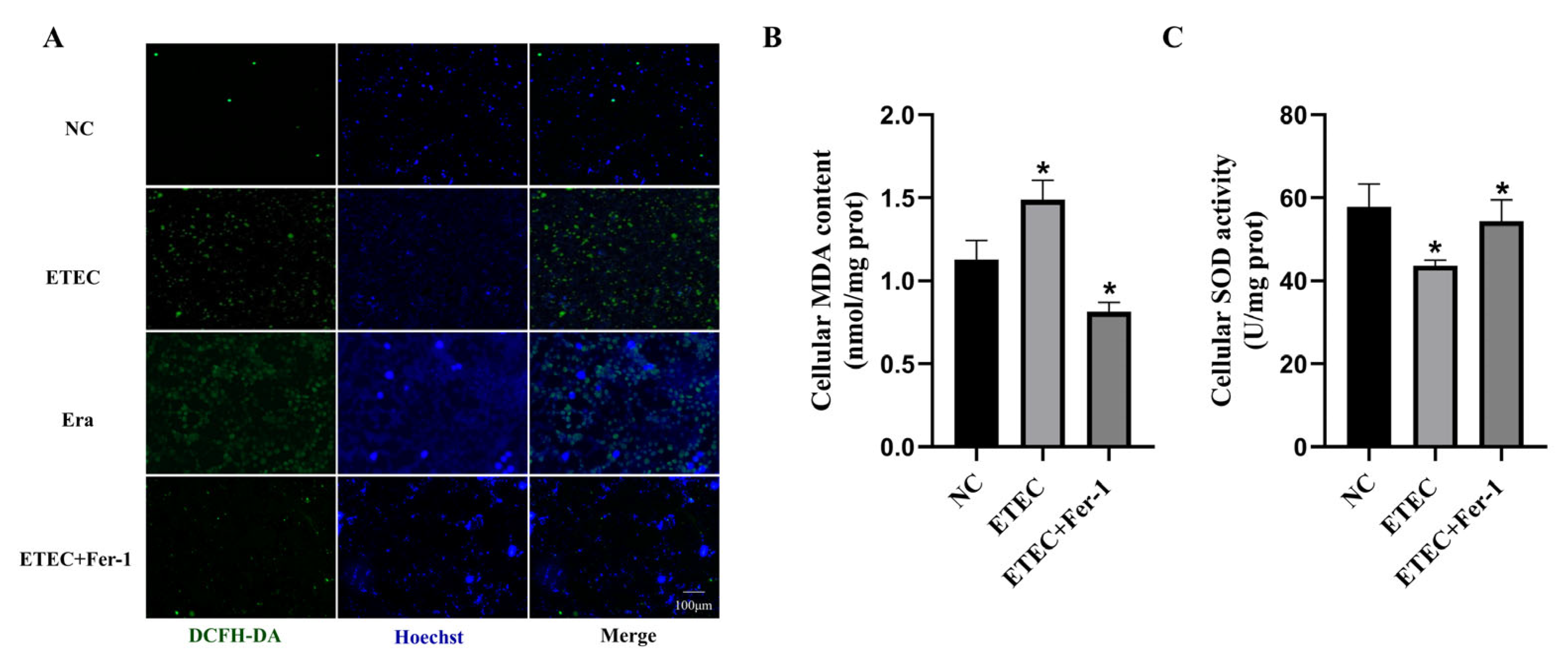 Antioxidants 14 00914 g001