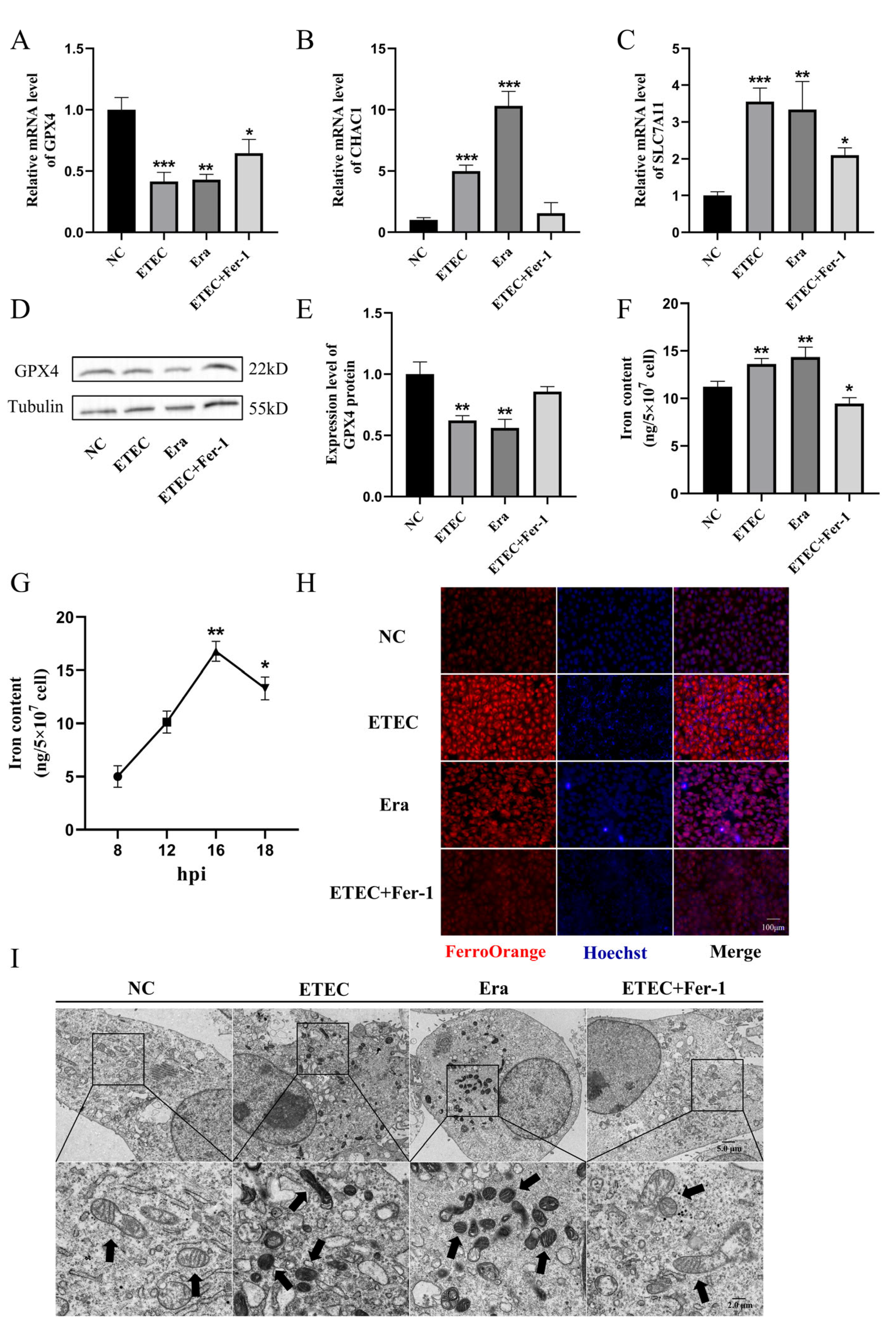 Antioxidants 14 00914 g002