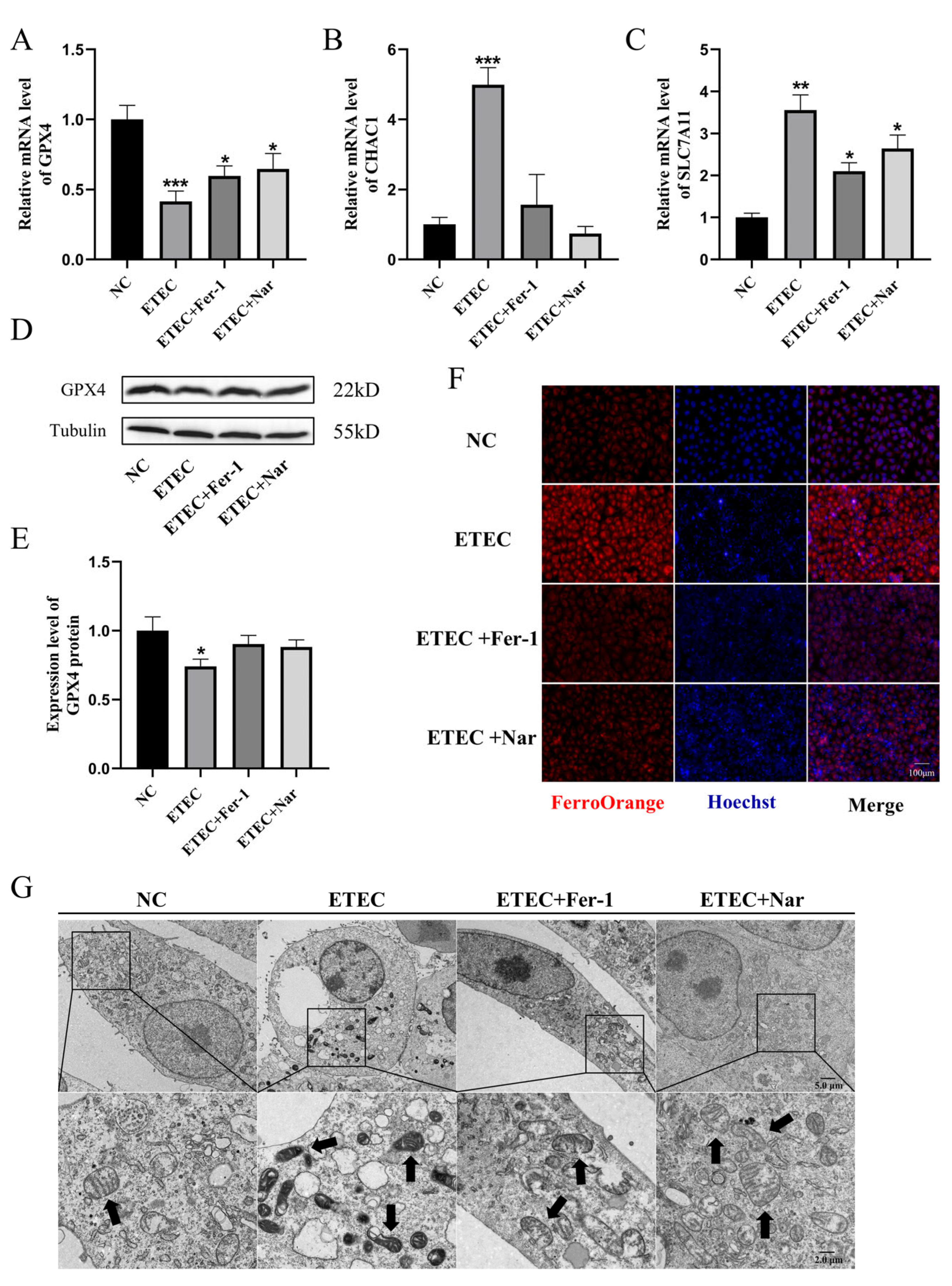 Antioxidants 14 00914 g004