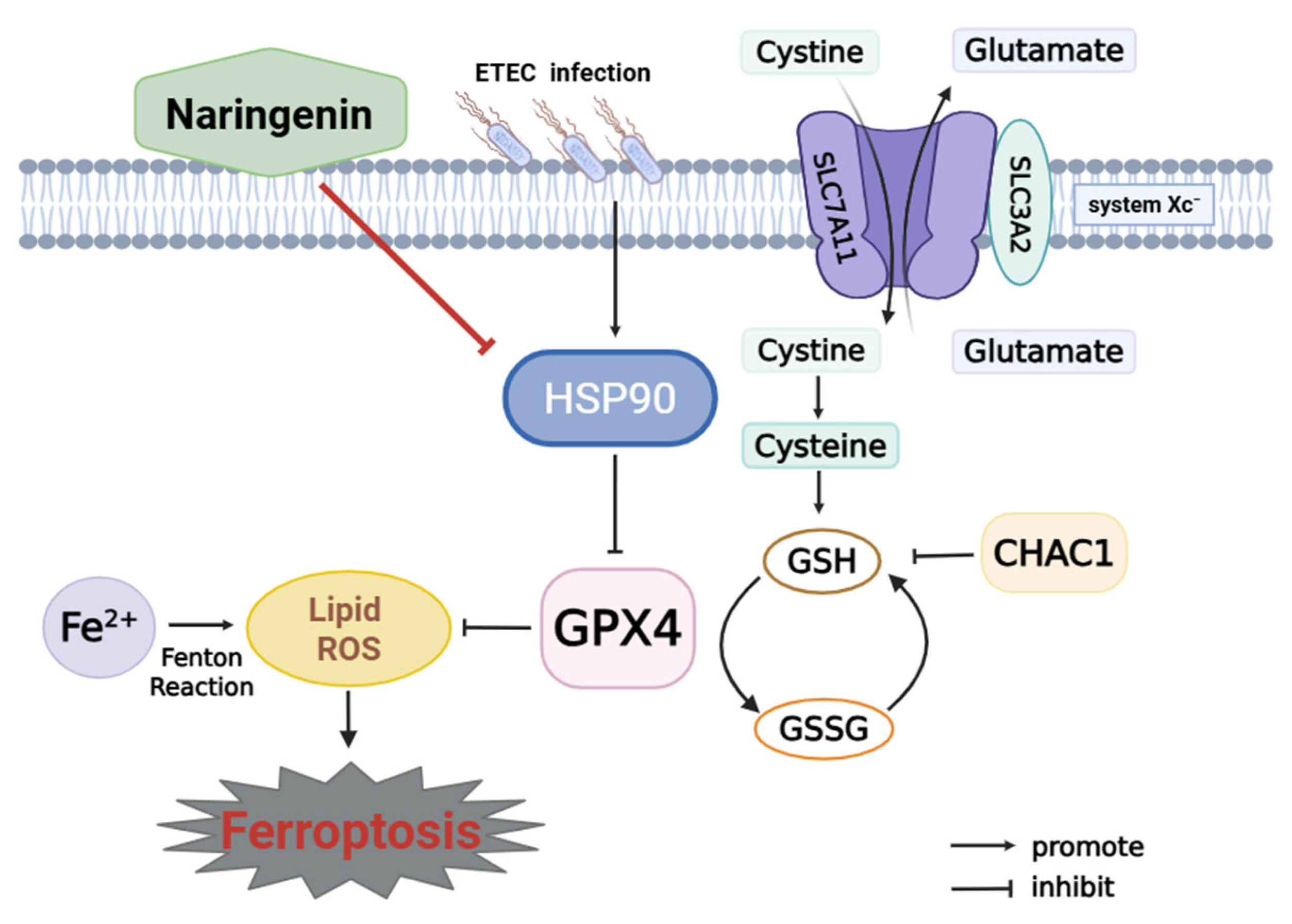 Antioxidants 14 00914 g007
