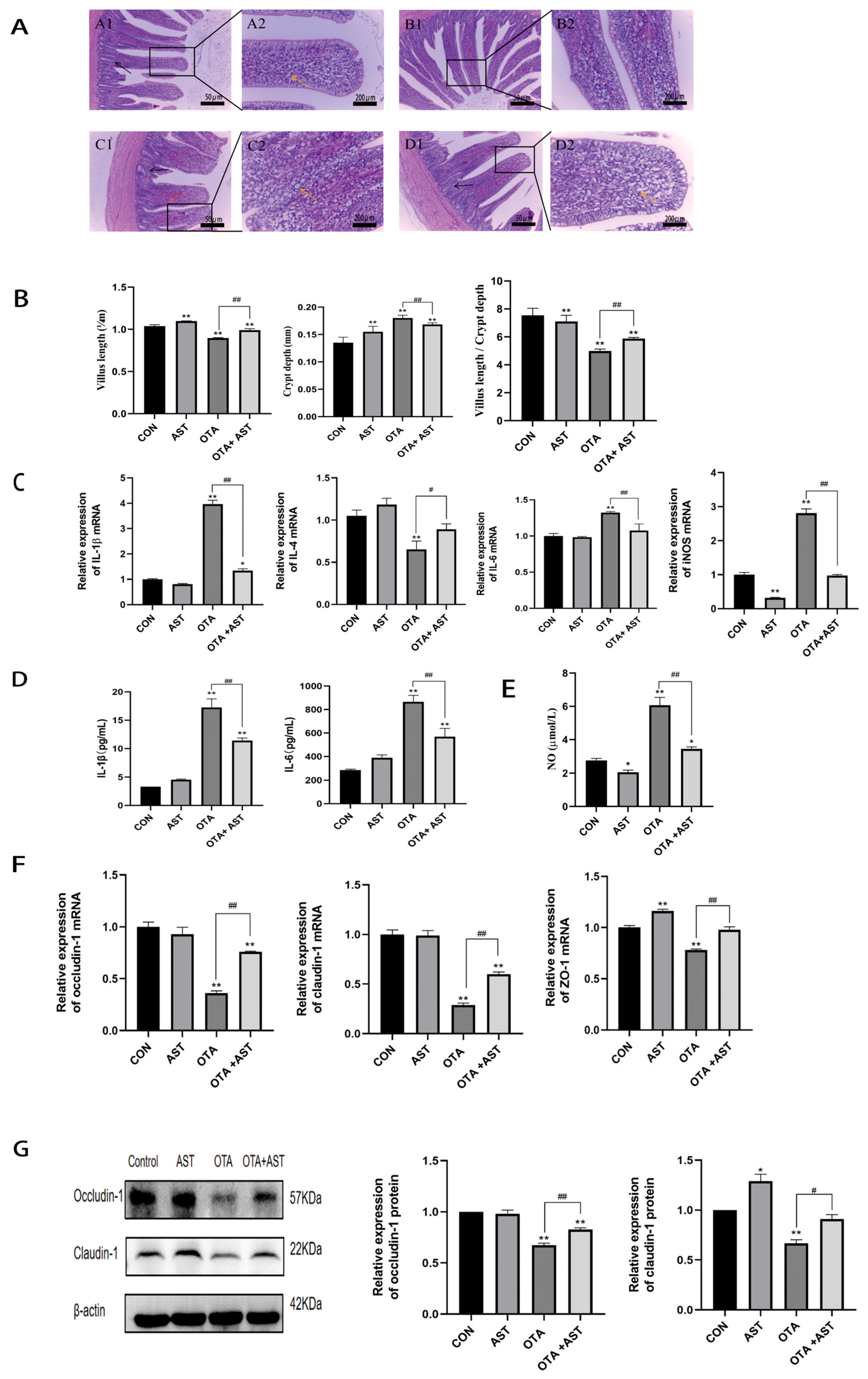 Antioxidants 14 00915 g002 Antioxidants 14 00915 g002