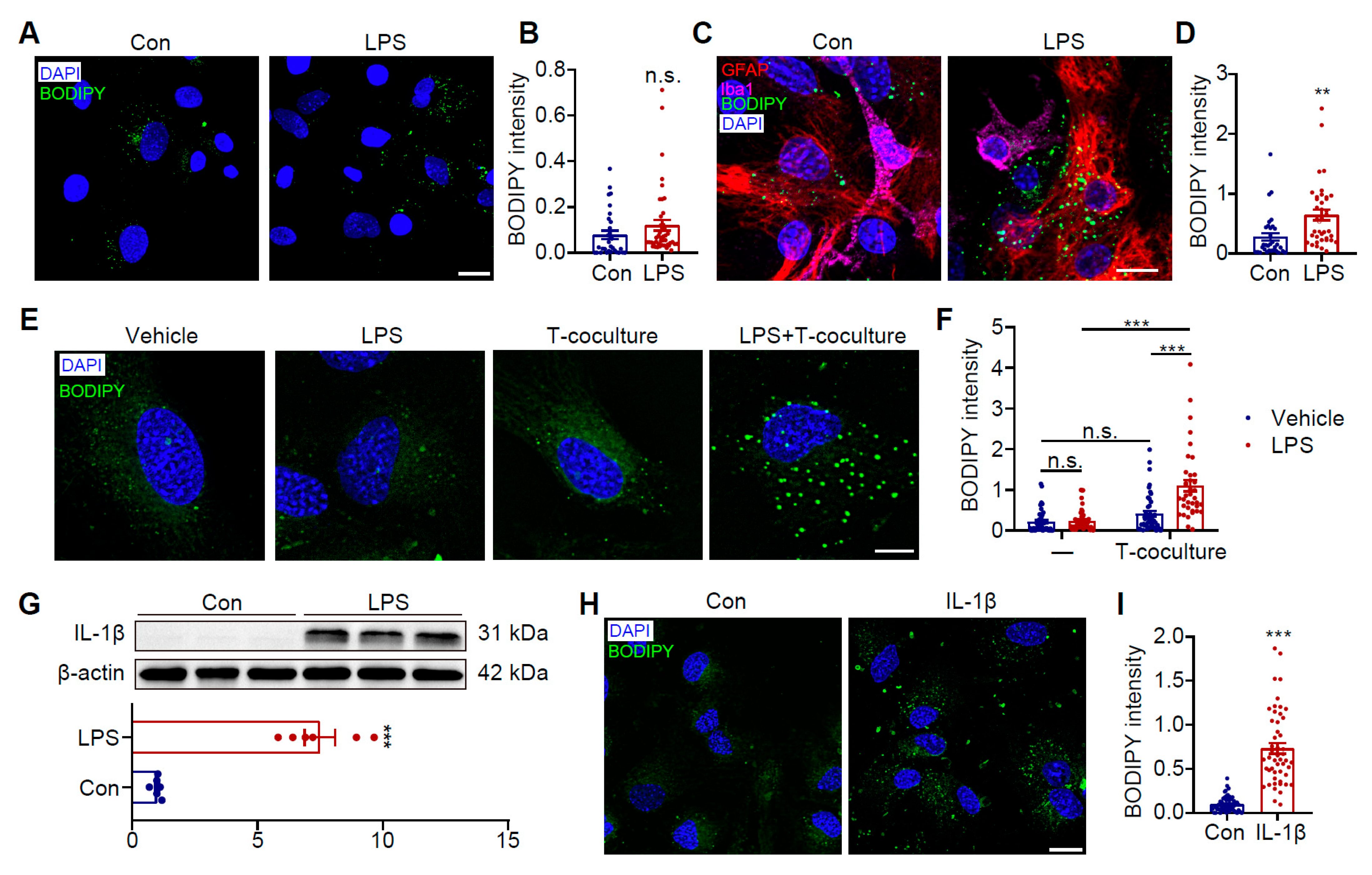 Antioxidants 14 00918 g005