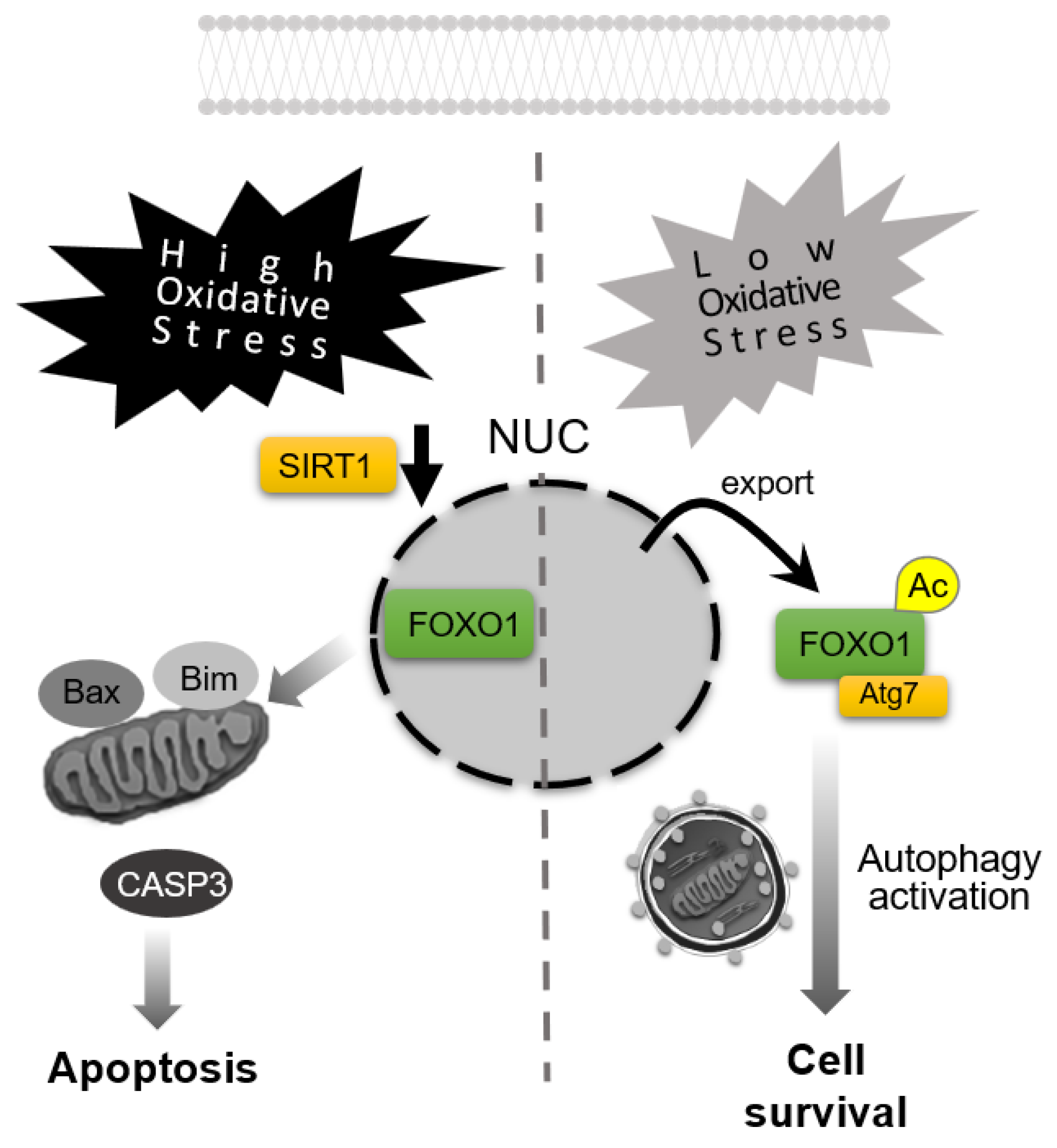 Antioxidants 14 00919 g004
