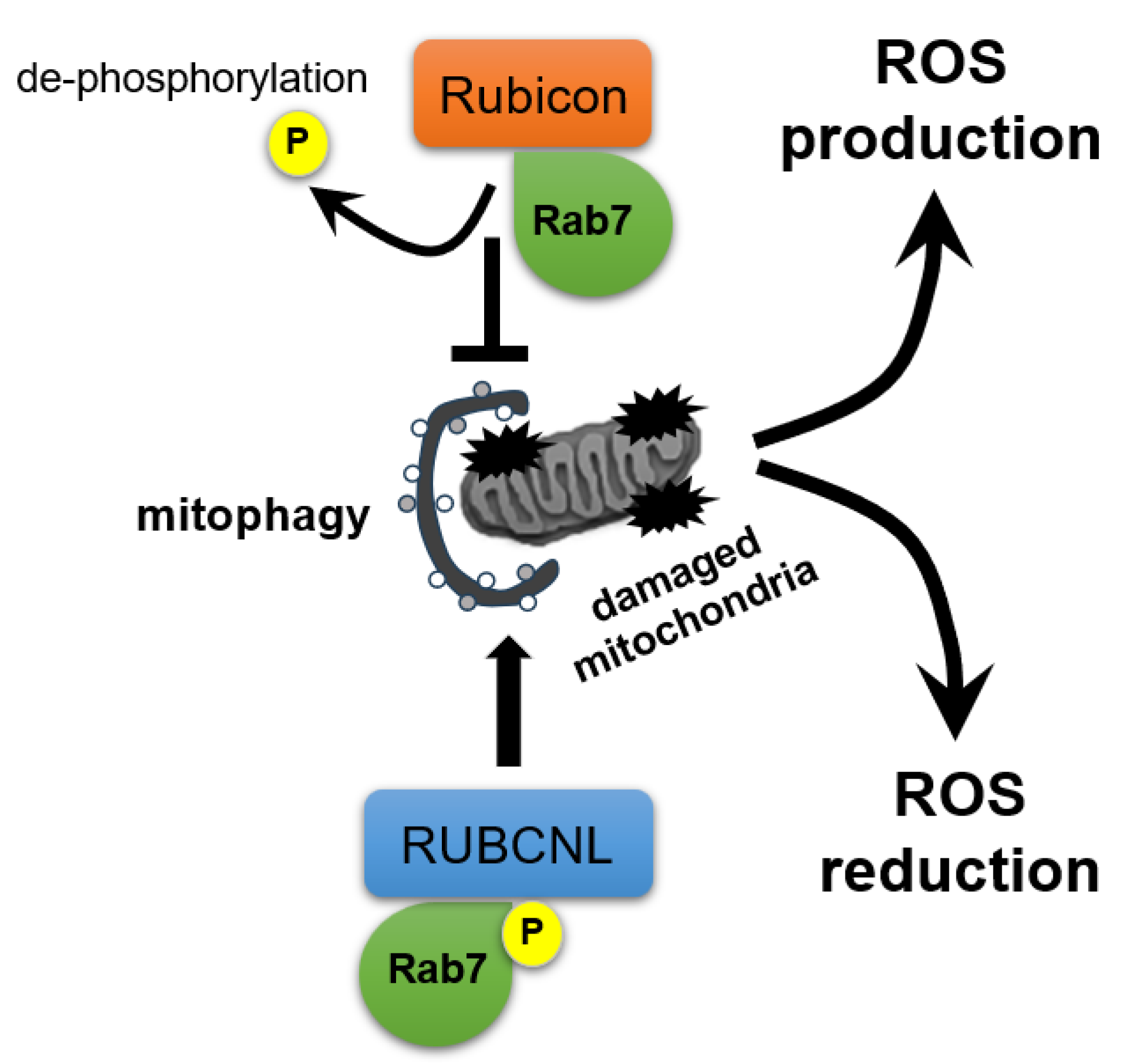 Antioxidants 14 00919 g005
