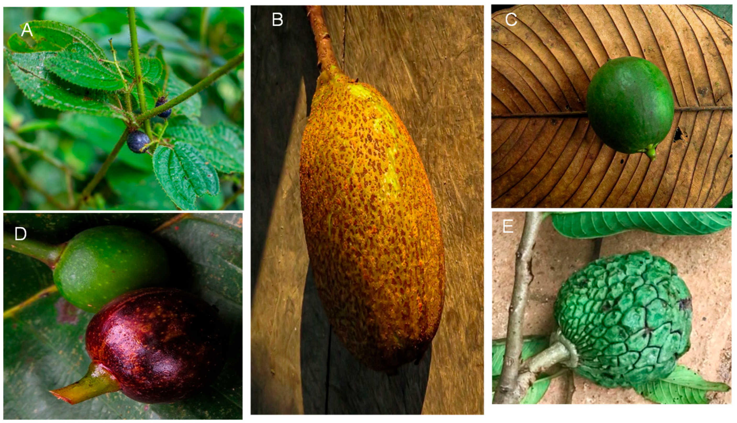 Antioxidants 14 00924 g001