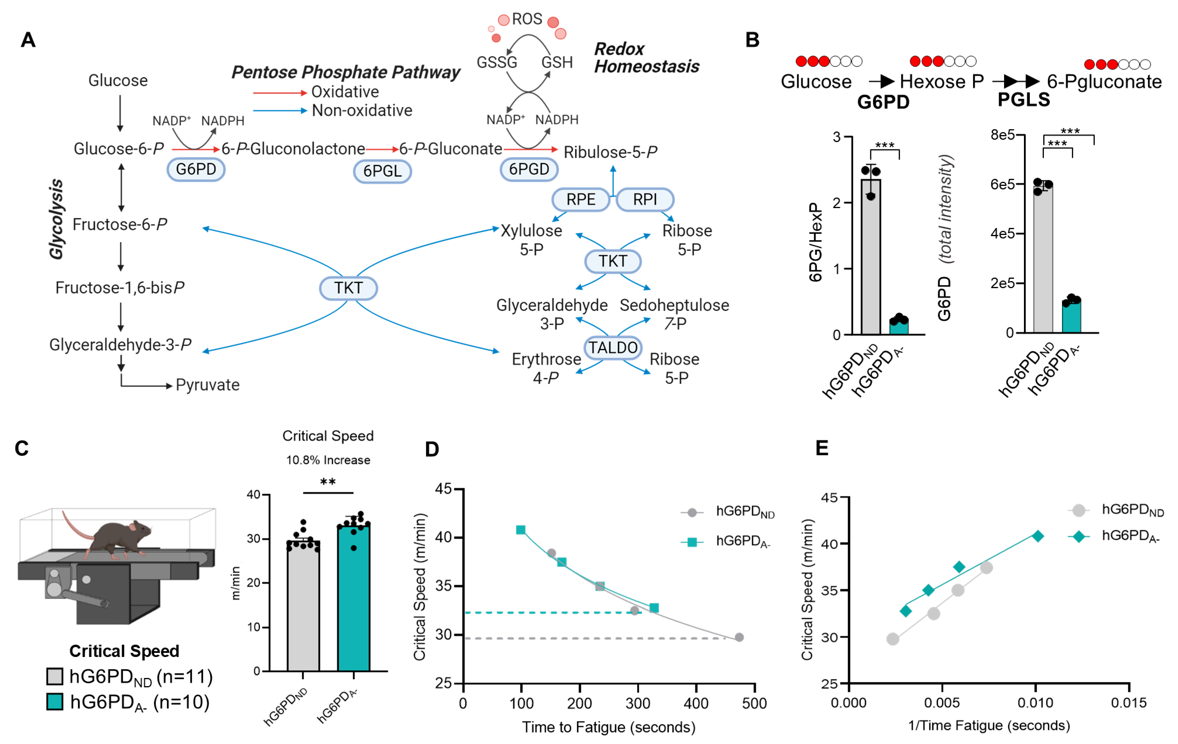 Antioxidants 14 00927 g001