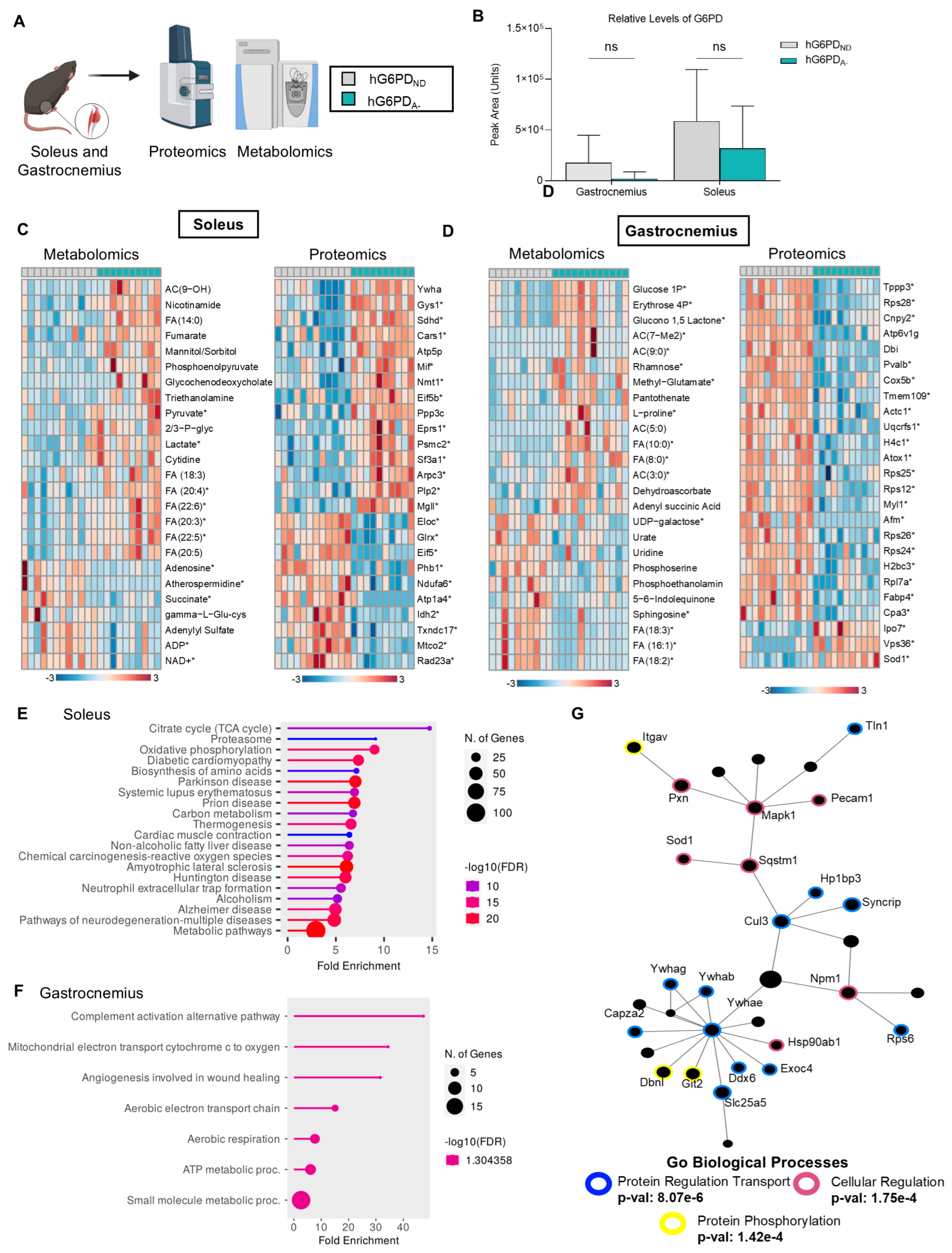 Antioxidants 14 00927 g004
