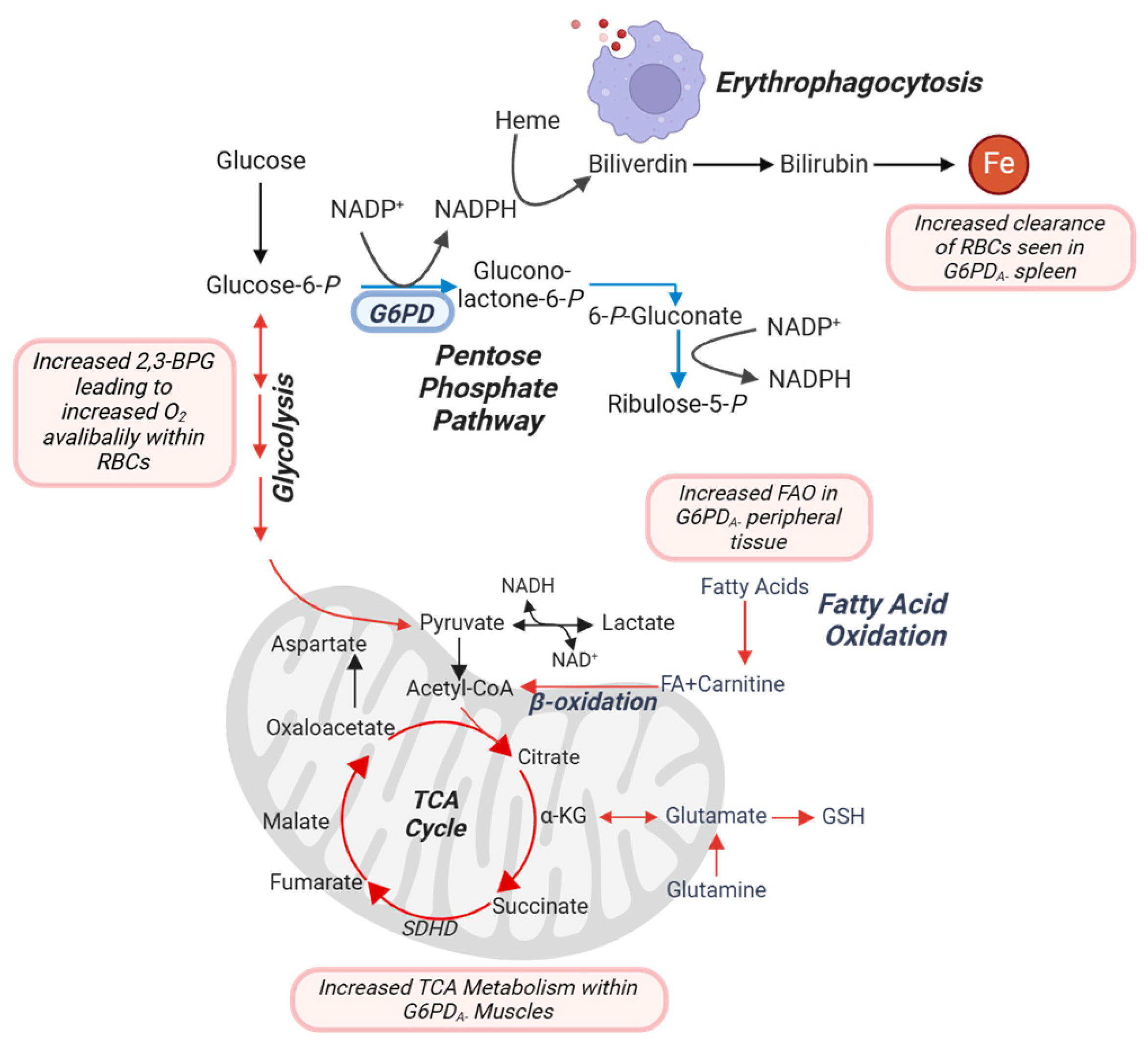 Antioxidants 14 00927 g007