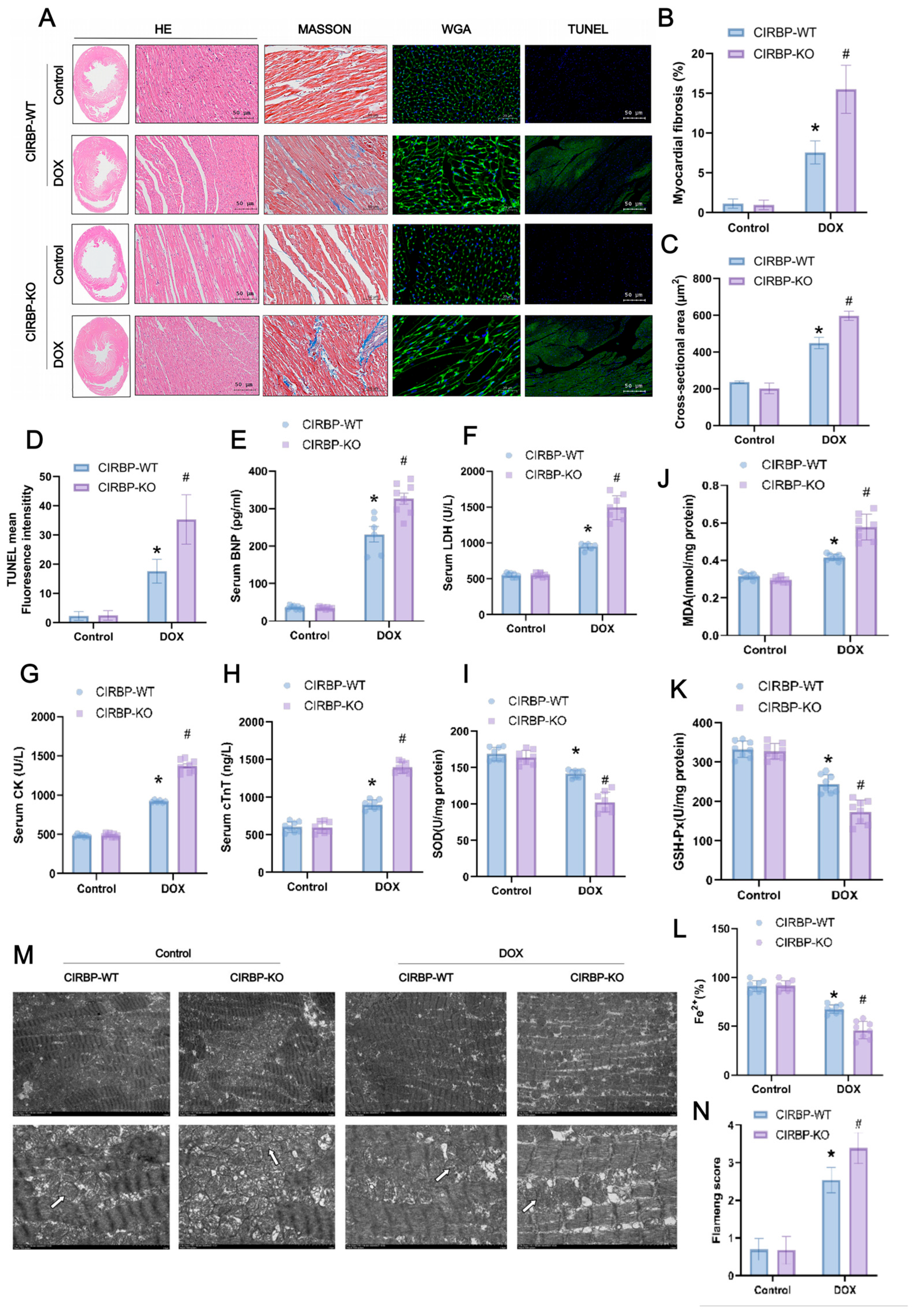 Antioxidants 14 00930 g004