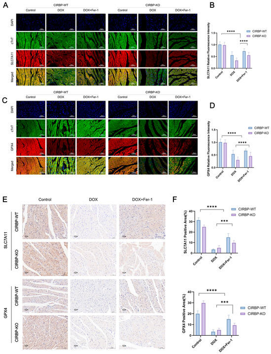 Antioxidants 14 00930 g006