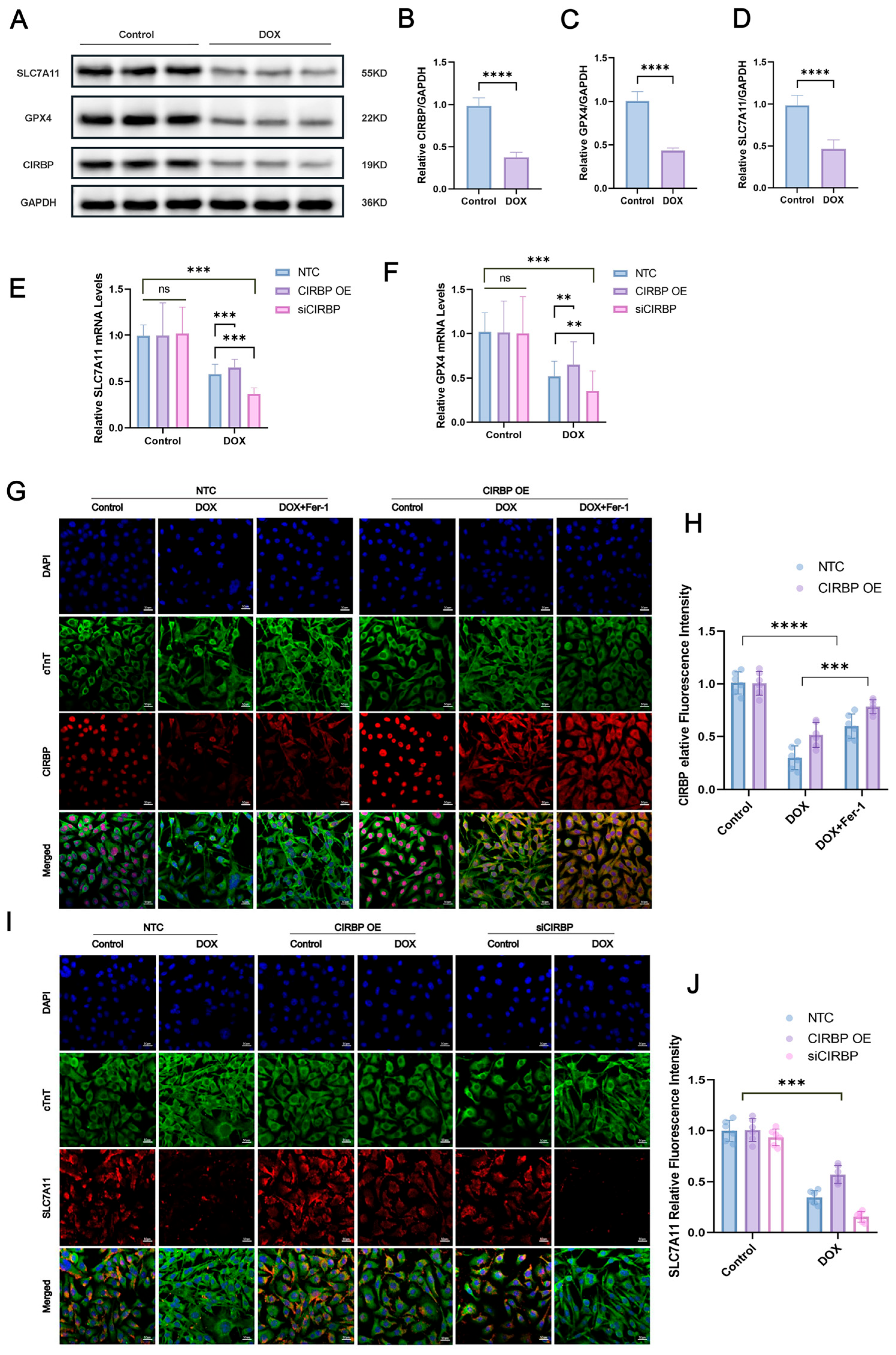 Antioxidants 14 00930 g007