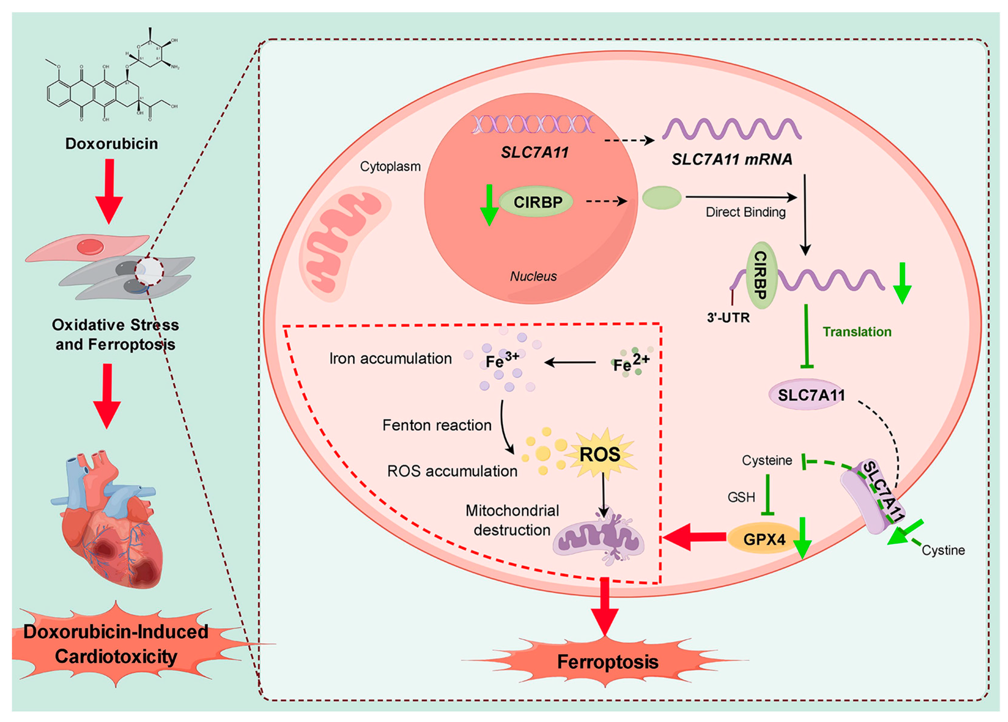 Antioxidants 14 00930 g009