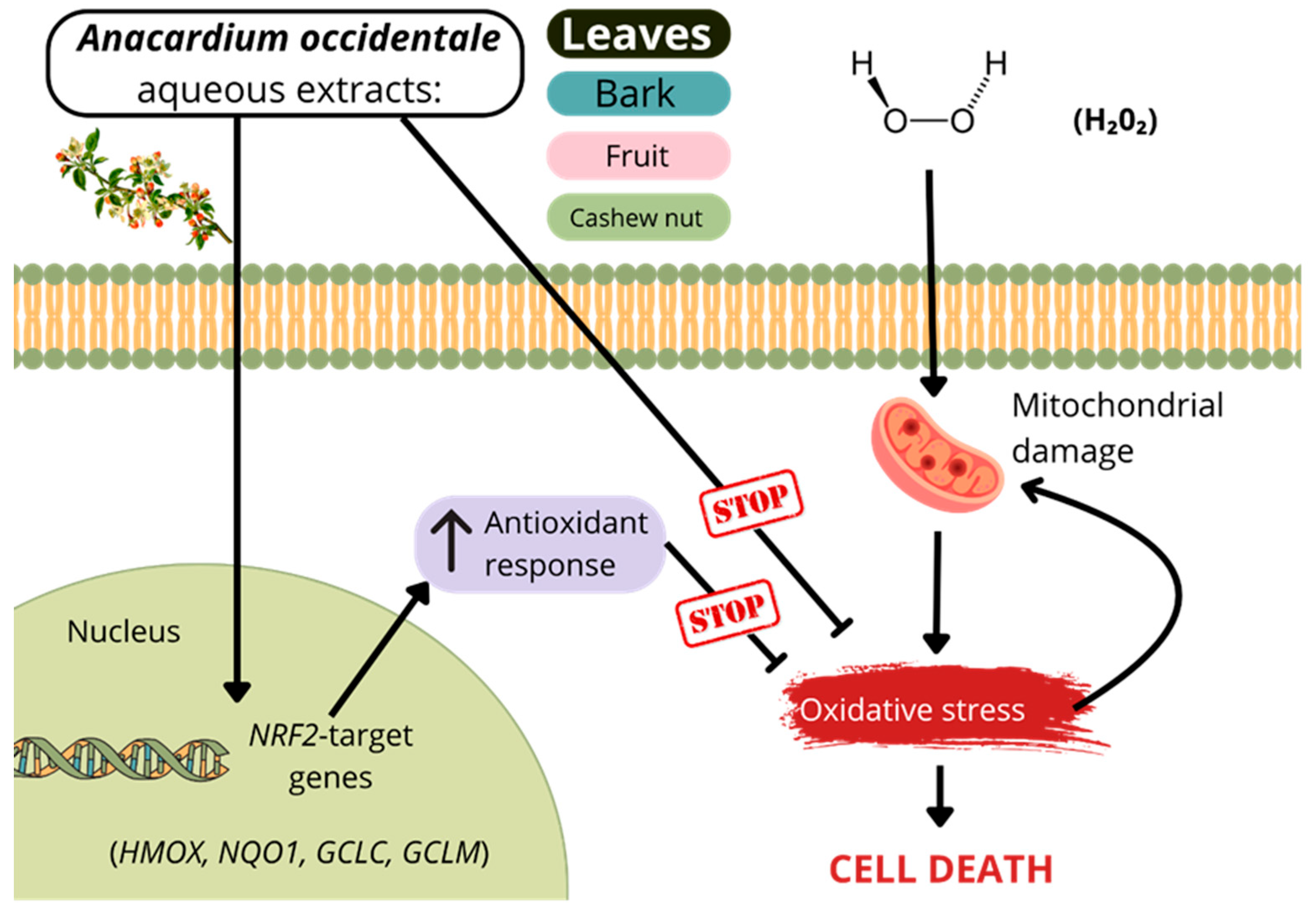 Antioxidants 14 00935 g010 Antioxidants 14 00935 g010