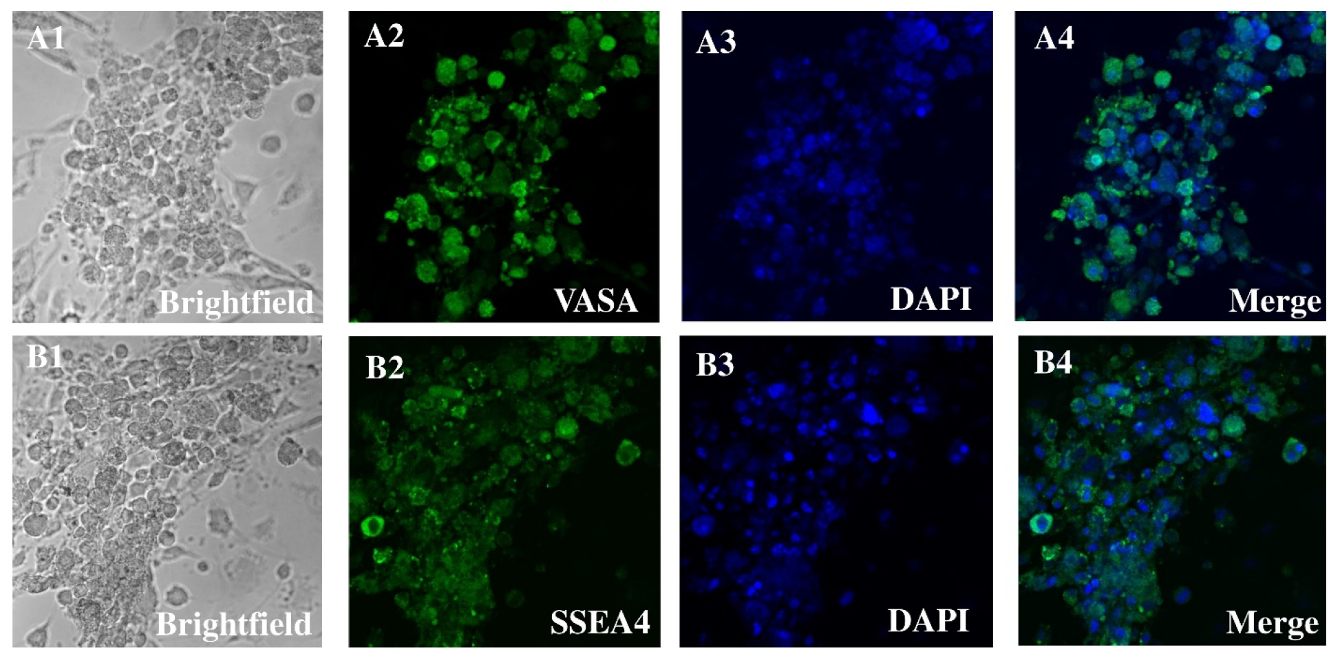 Antioxidants 14 00936 g001