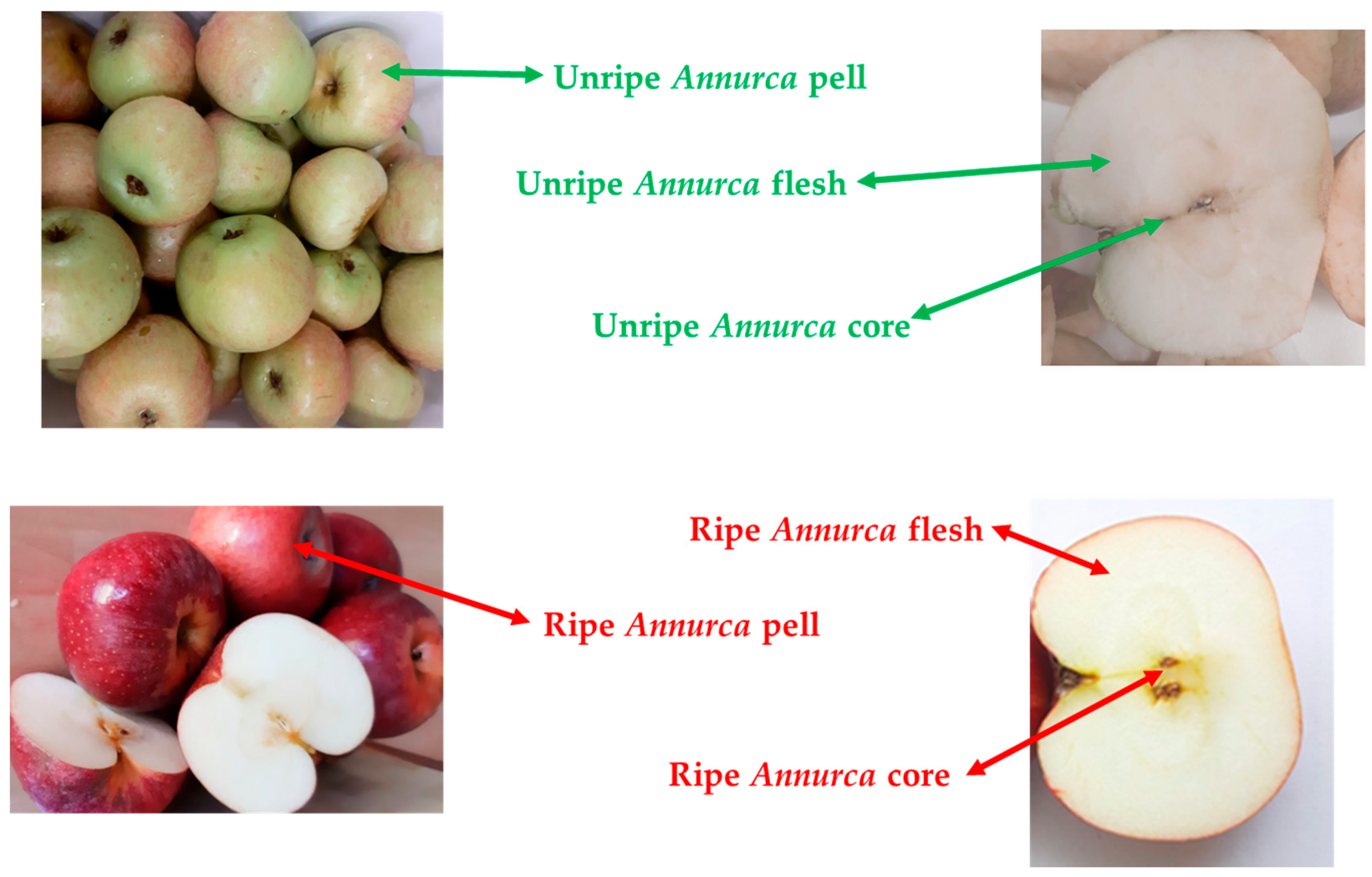 Antioxidants 14 00941 g001 Antioxidants 14 00941 g001