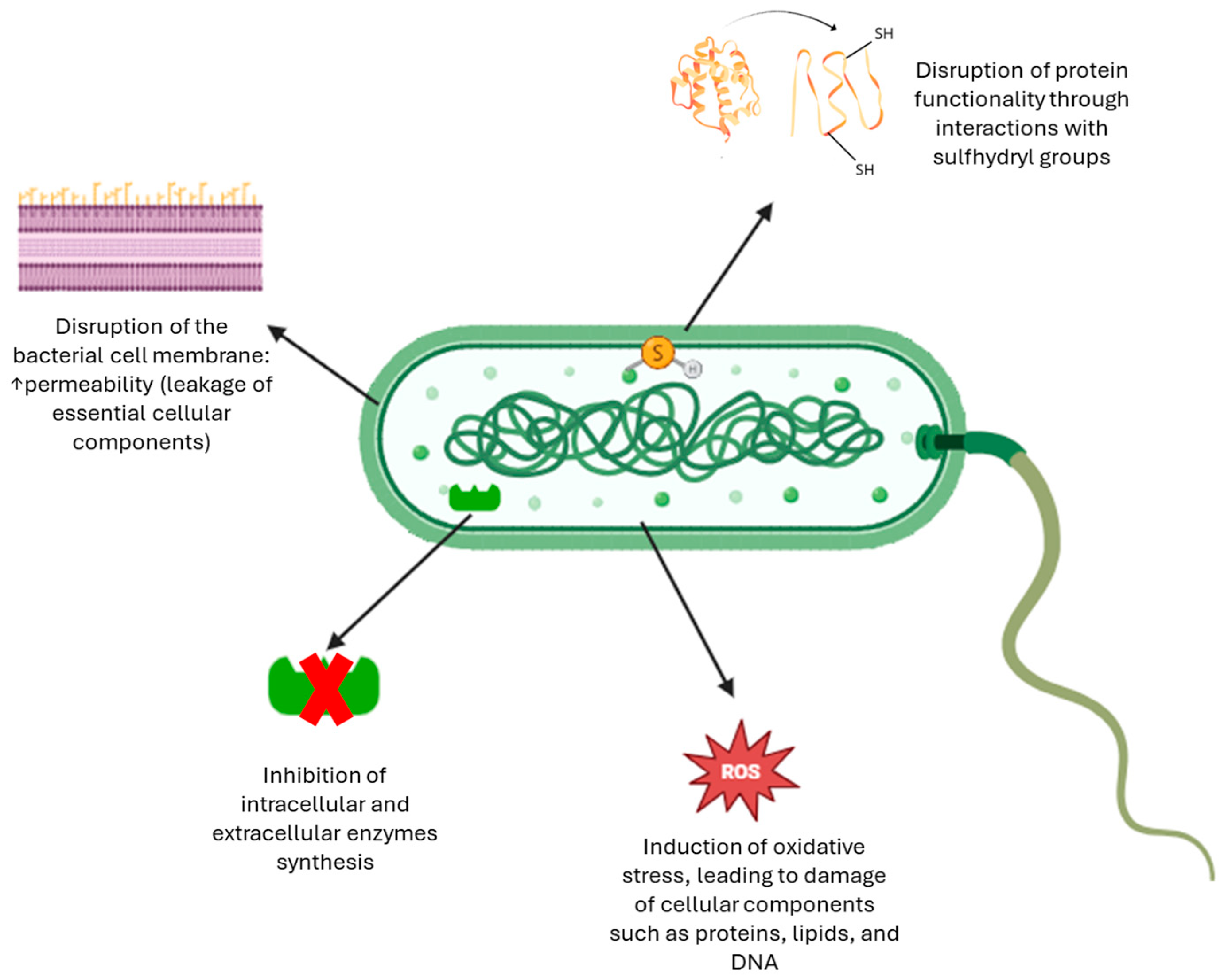 Antioxidants 14 00942 g005