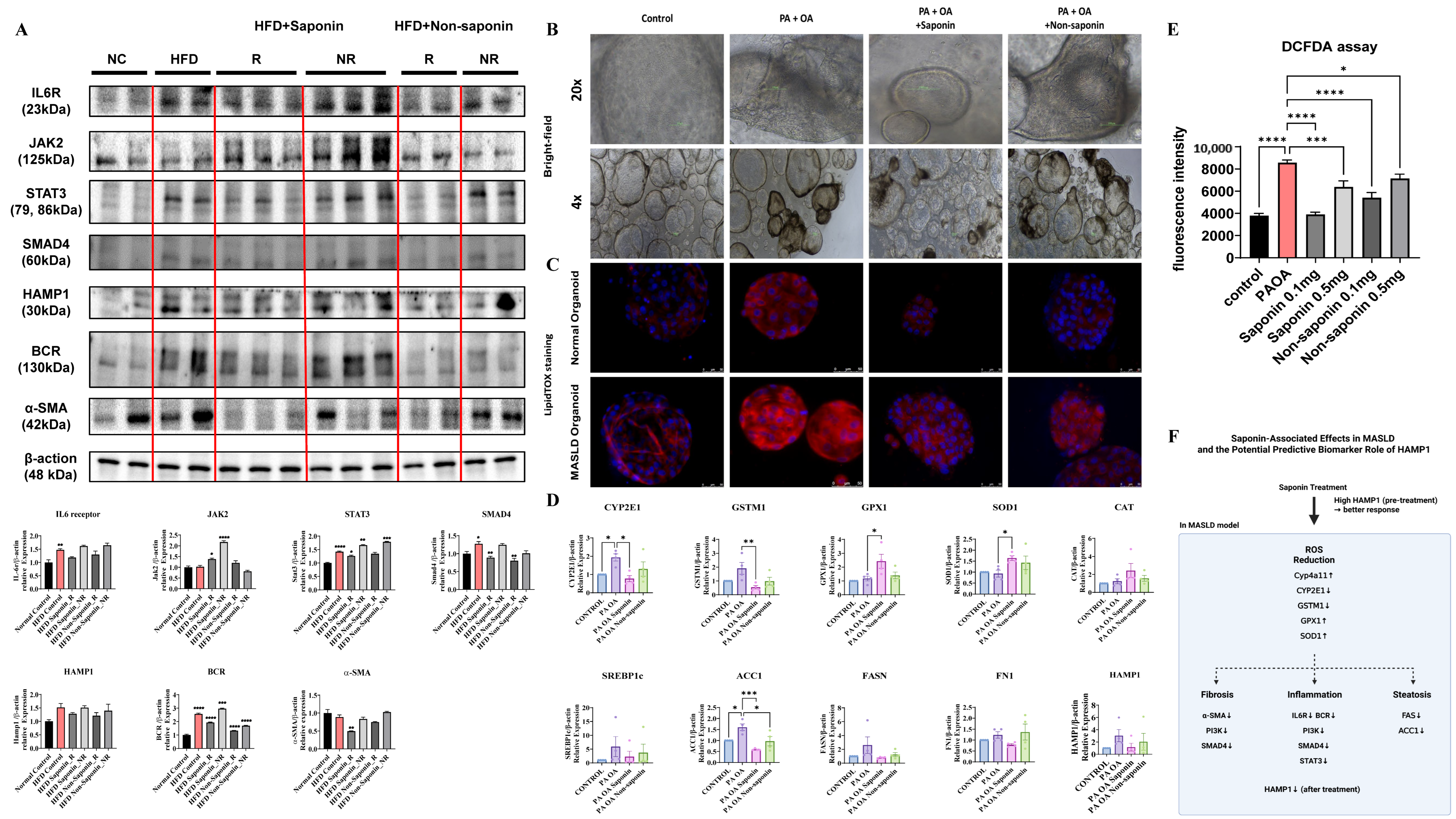 Antioxidants 14 00943 g006
