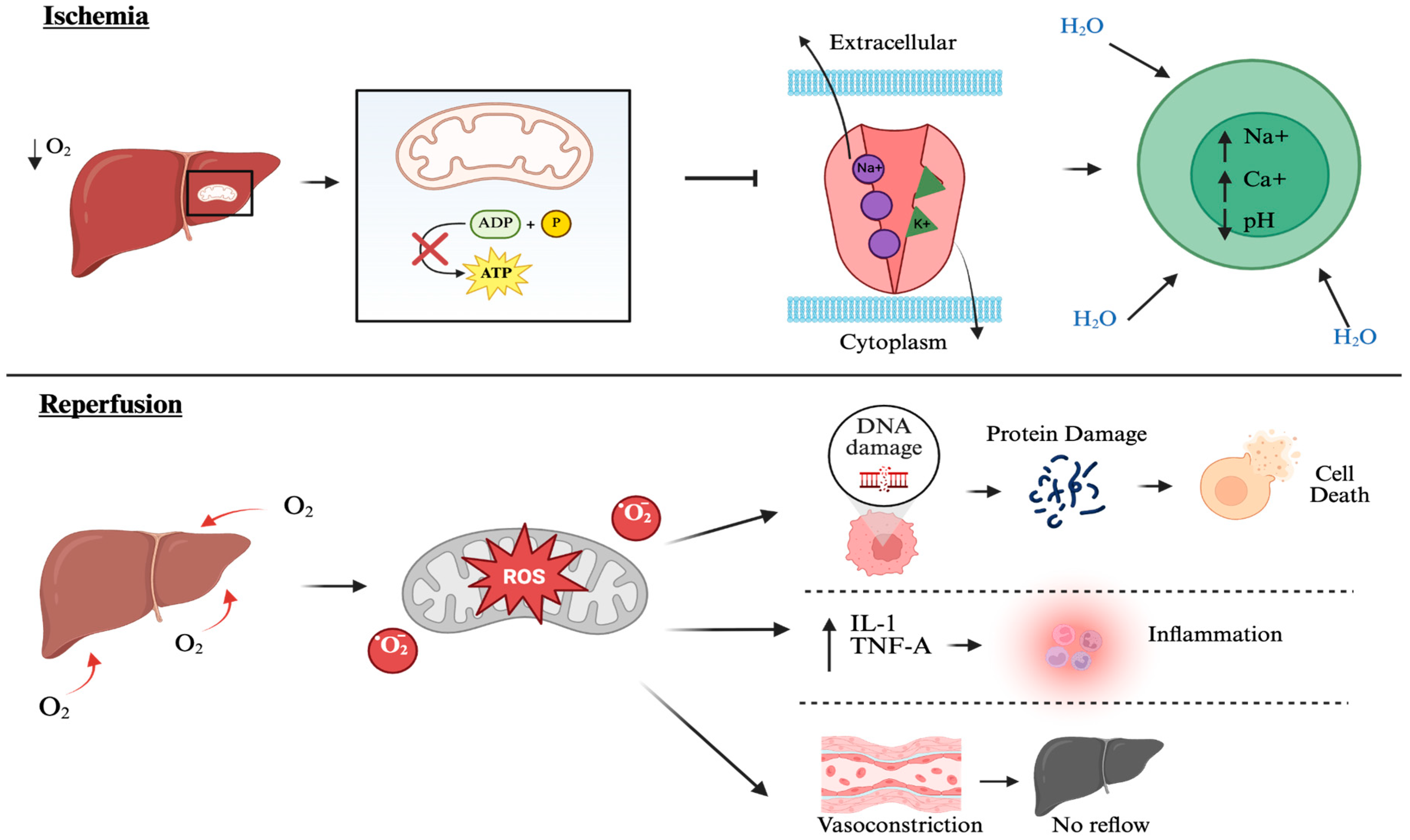 Antioxidants 14 00944 g001