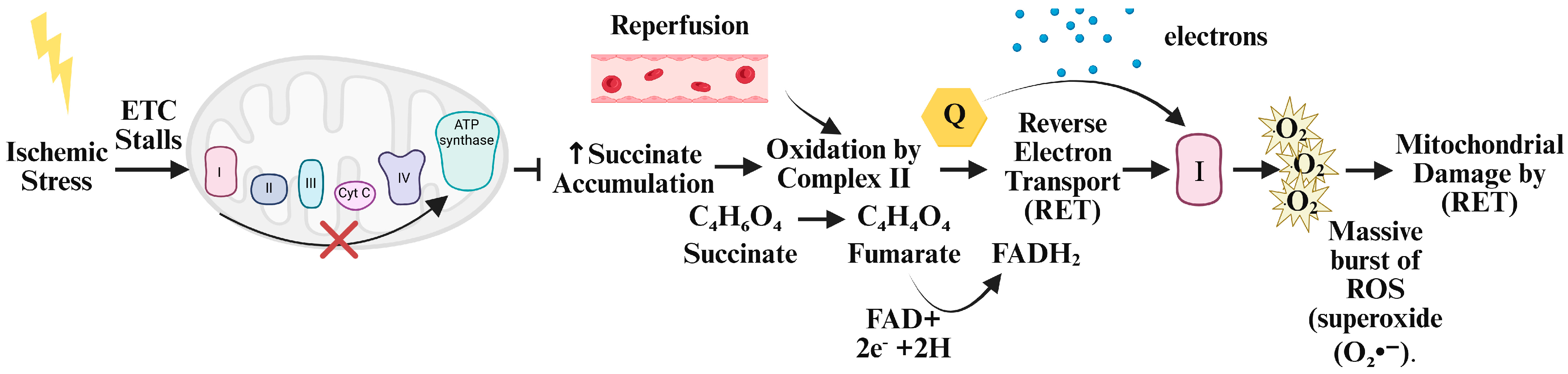 Antioxidants 14 00944 g003