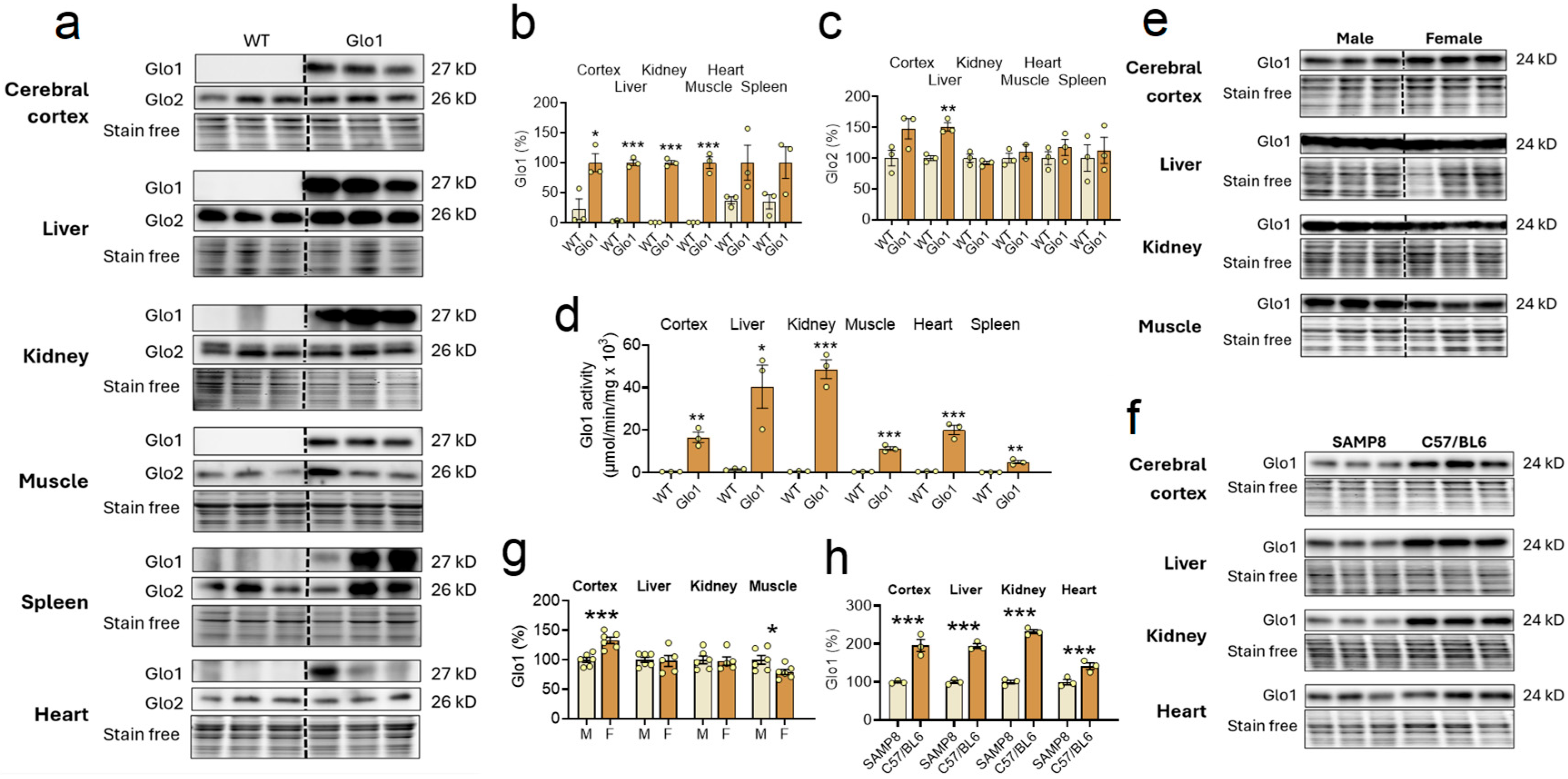 Antioxidants 14 00946 g001