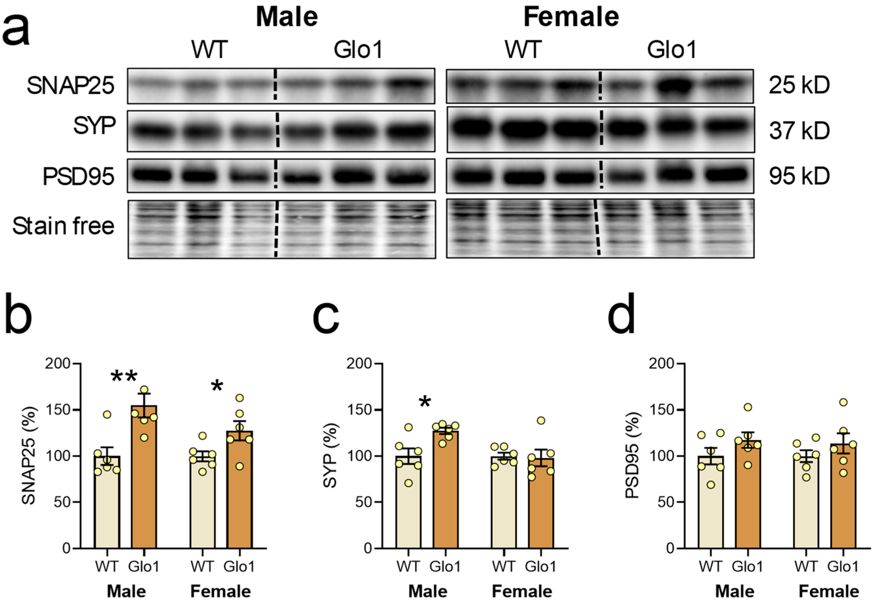 Antioxidants 14 00946 g005
