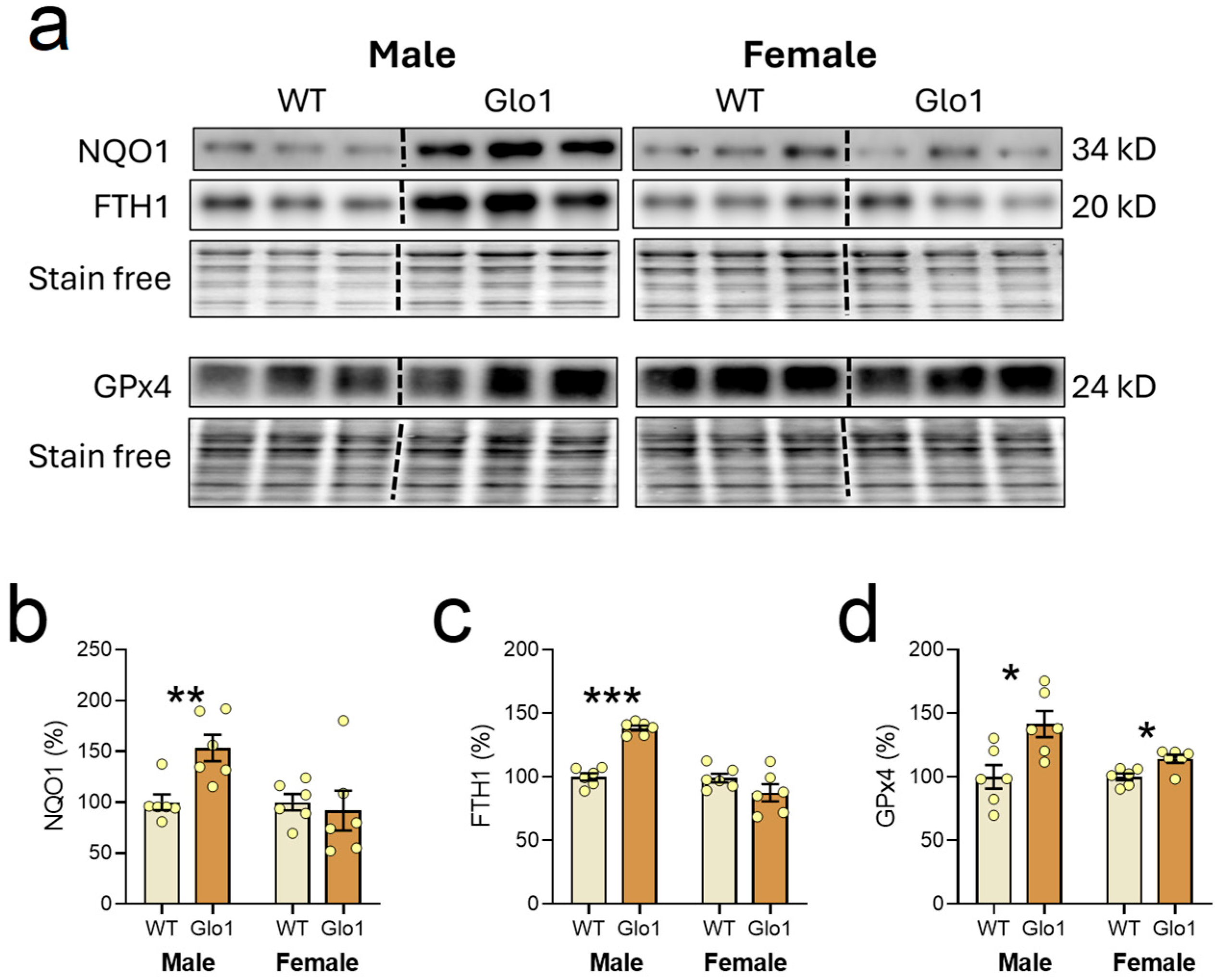 Antioxidants 14 00946 g007