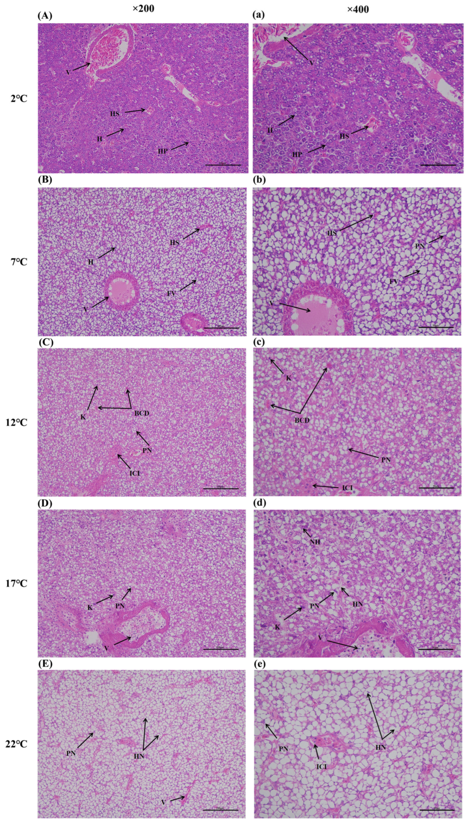 Antioxidants 14 00947 g012
