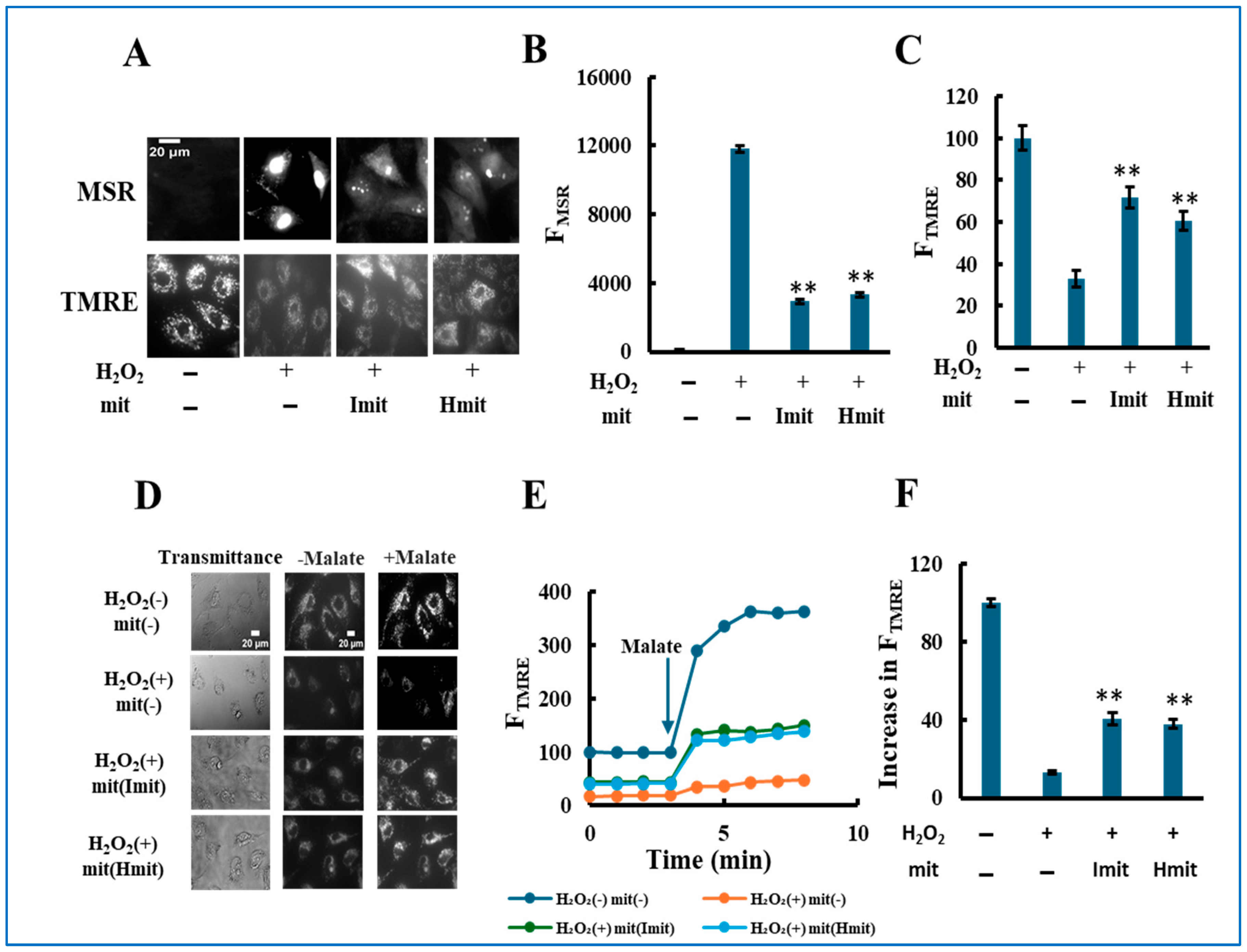 Antioxidants 14 00951 g005 Antioxidants 14 00951 g005