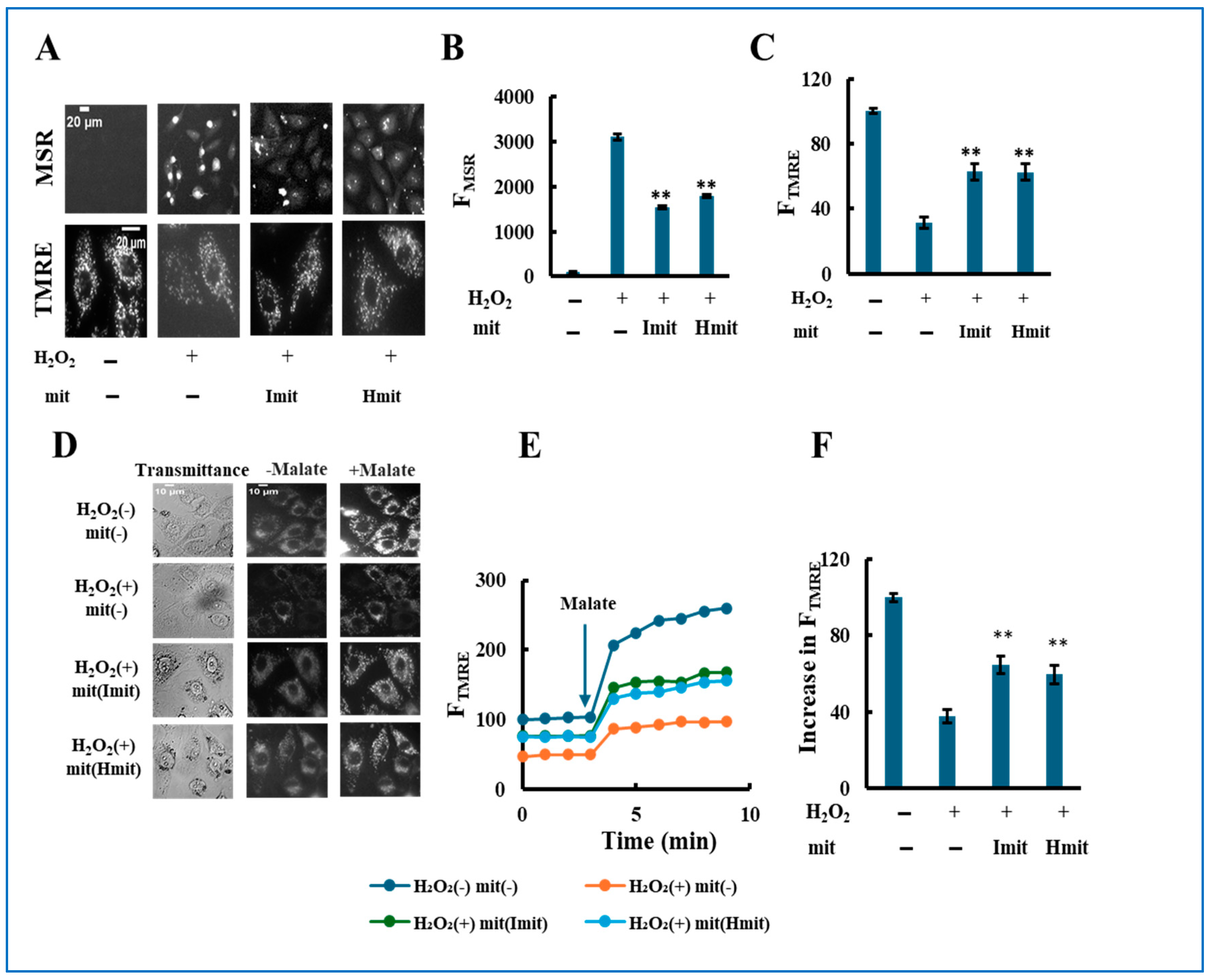 Antioxidants 14 00951 g007 Antioxidants 14 00951 g007