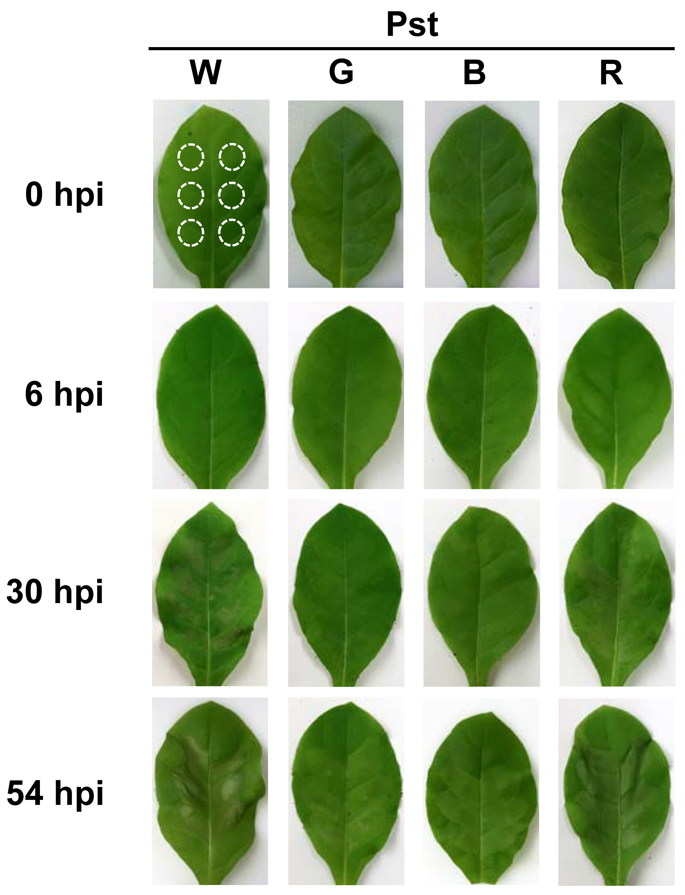 Antioxidants 14 00954 g001