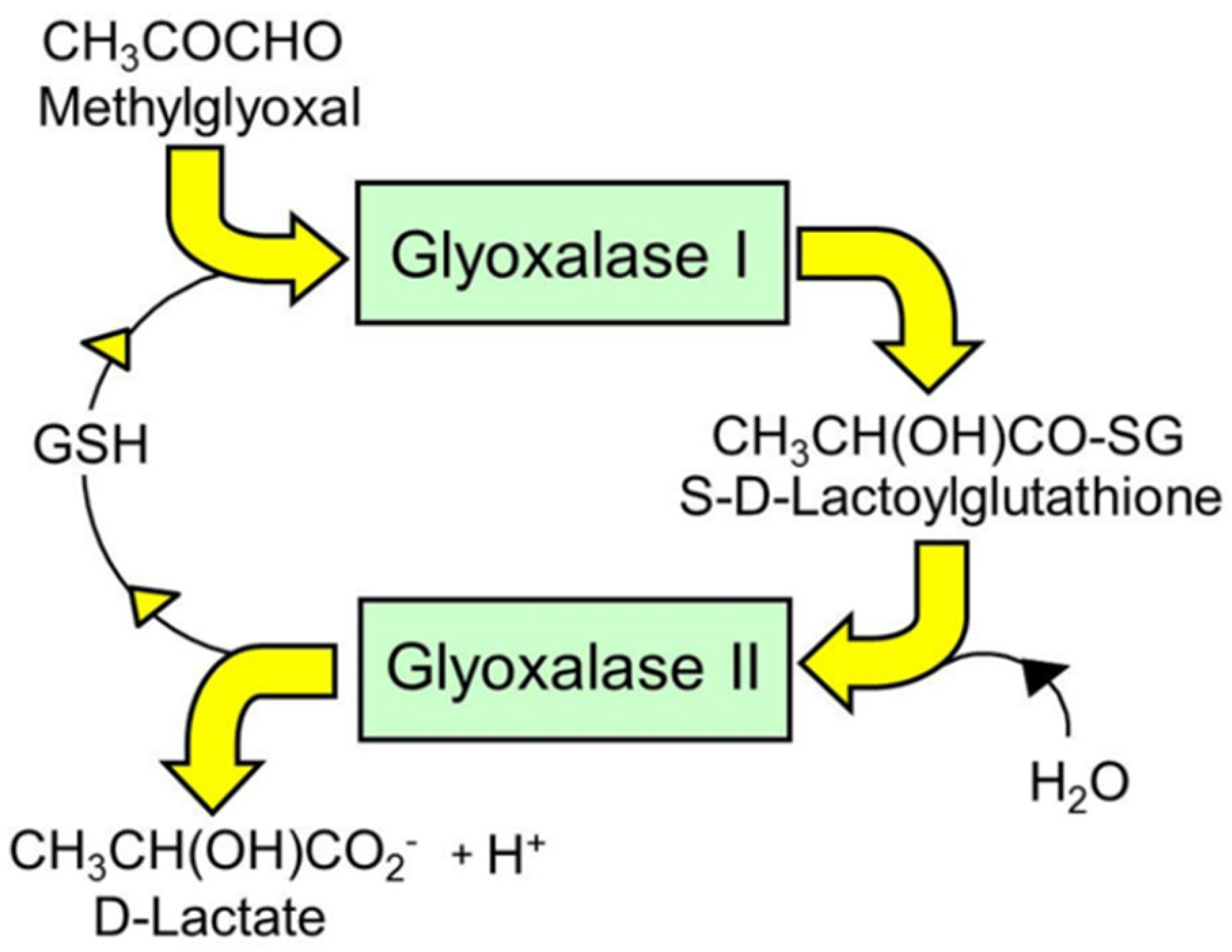 Antioxidants 14 00956 g001 Antioxidants 14 00956 g001