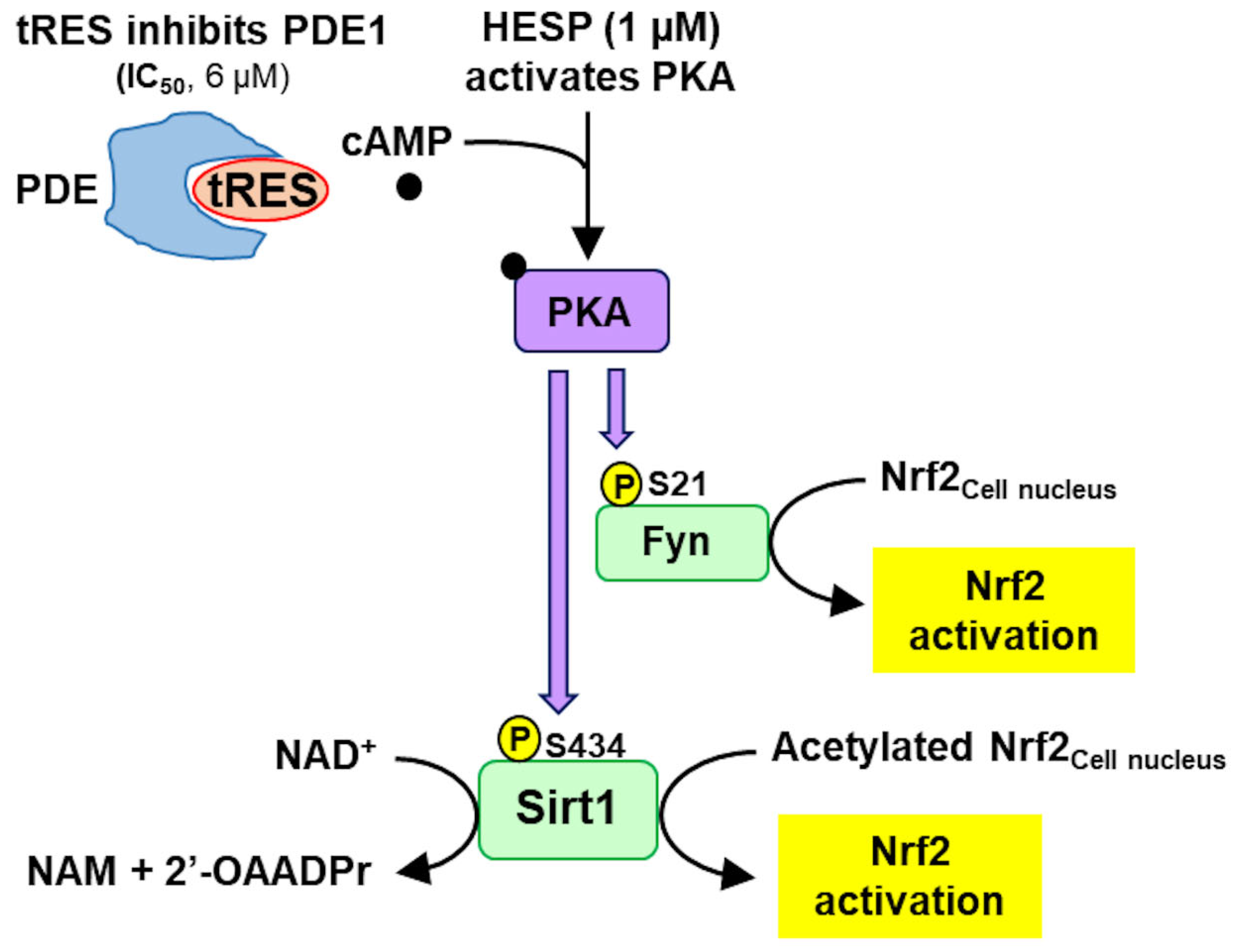 Antioxidants 14 00956 g006 Antioxidants 14 00956 g006