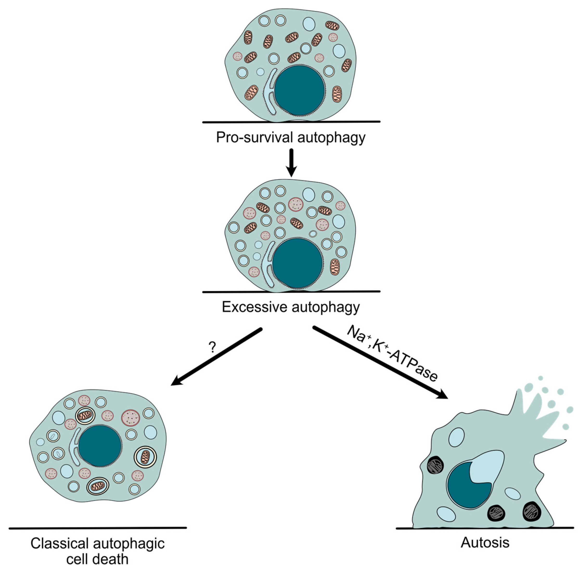 Antioxidants 14 00958 g001 Antioxidants 14 00958 g001